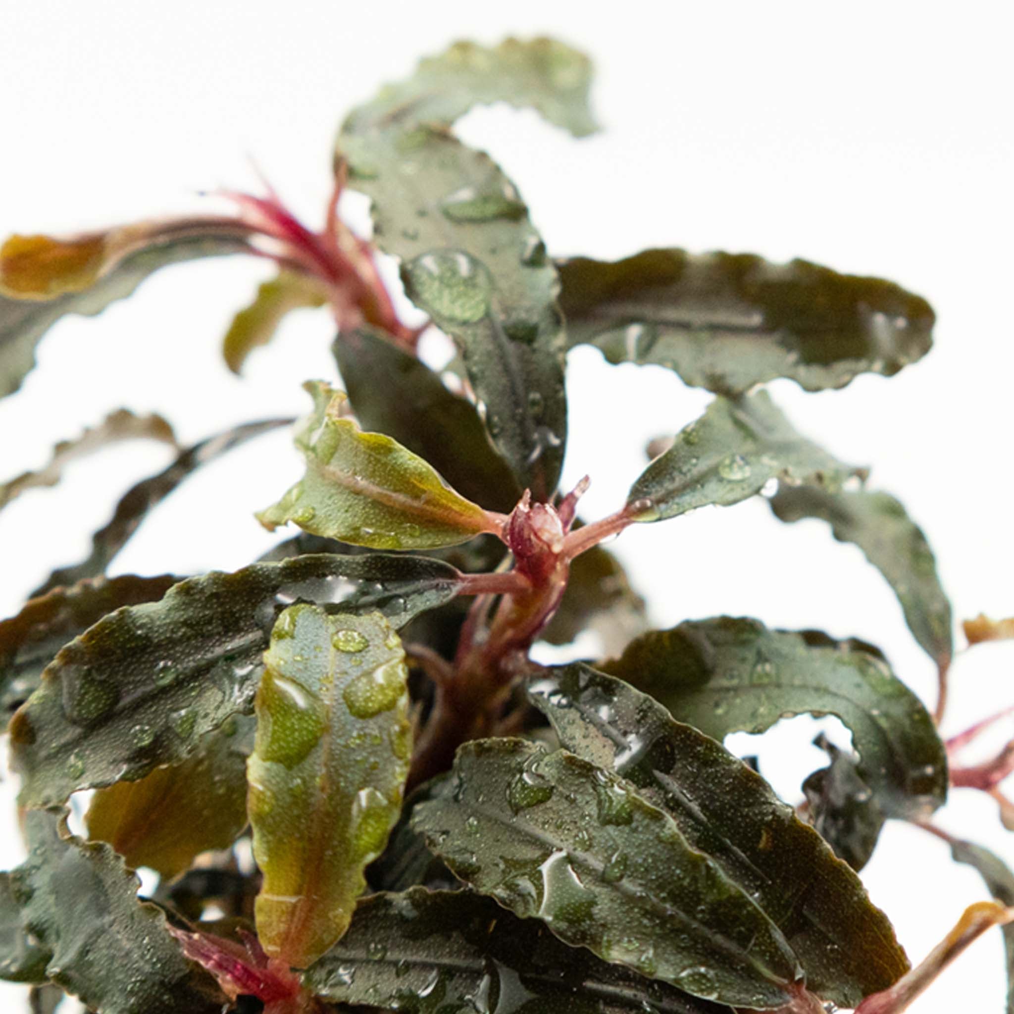 Bucephalandra 'Kedagang' Clip