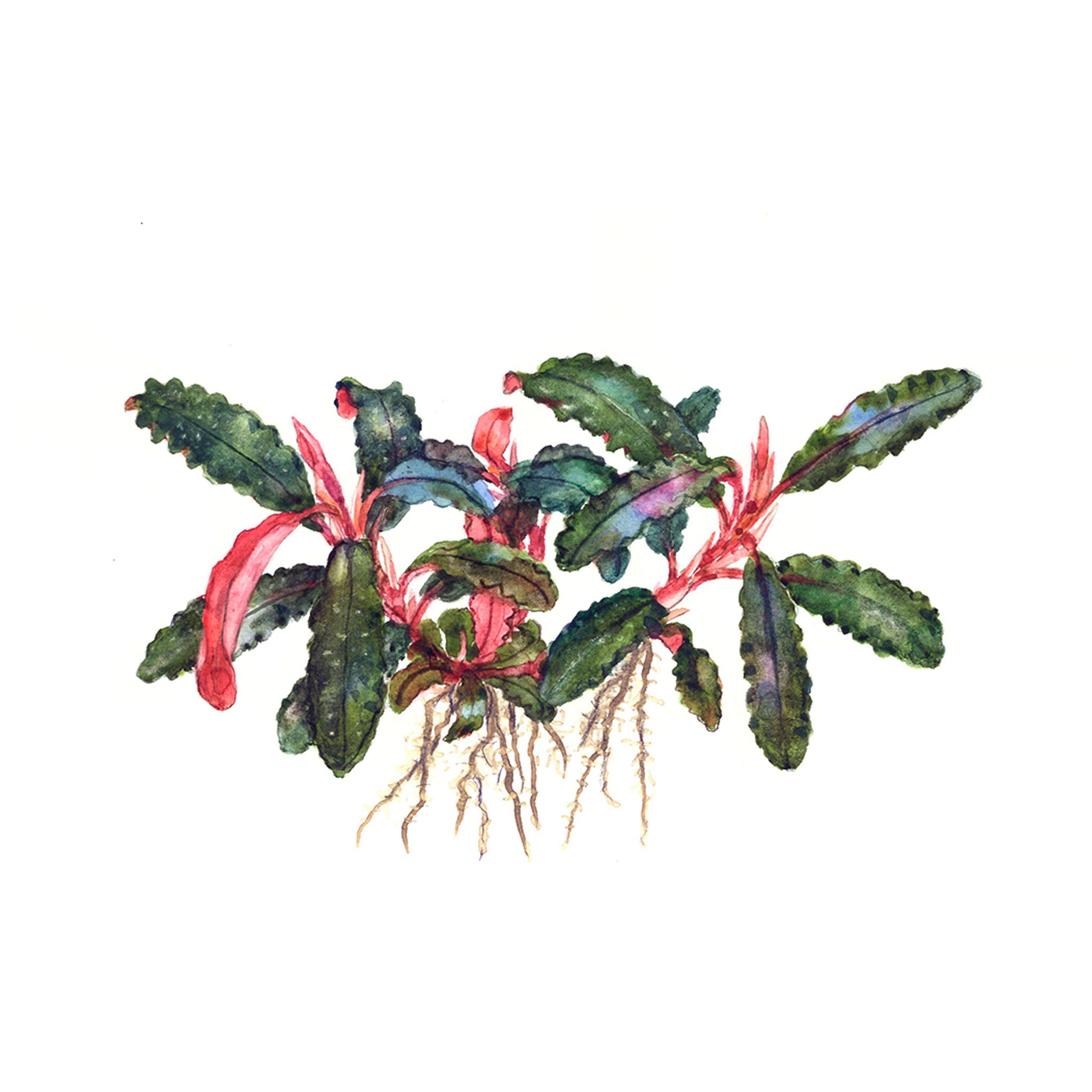 Bucephalandra_Kedagang_Zeichnung