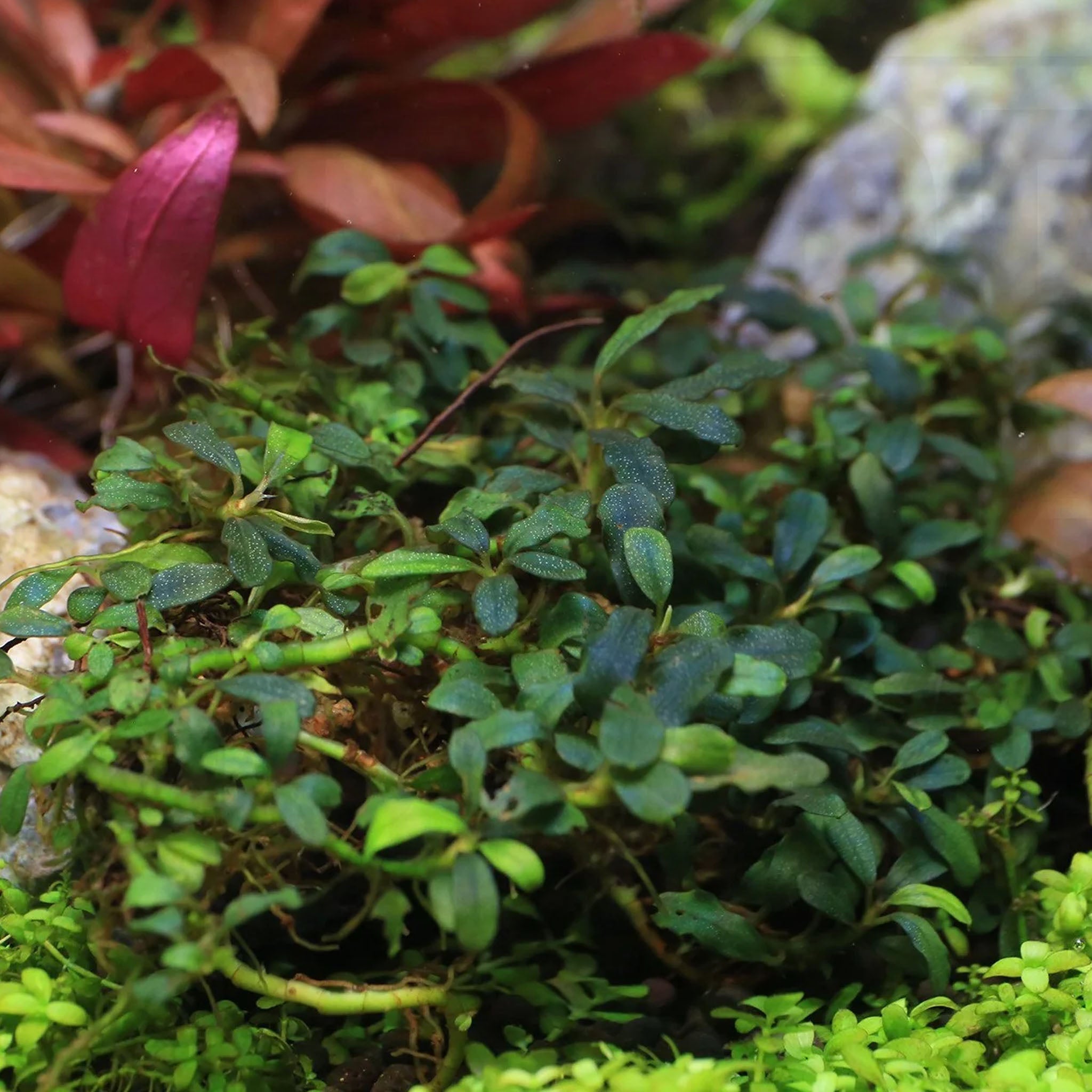 Bucephalandra_Kedagang_im_Aquarium