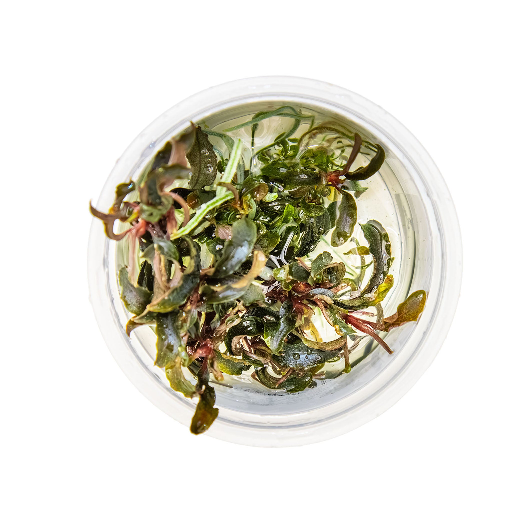 Bucephalandra_Kedagang_von_oben