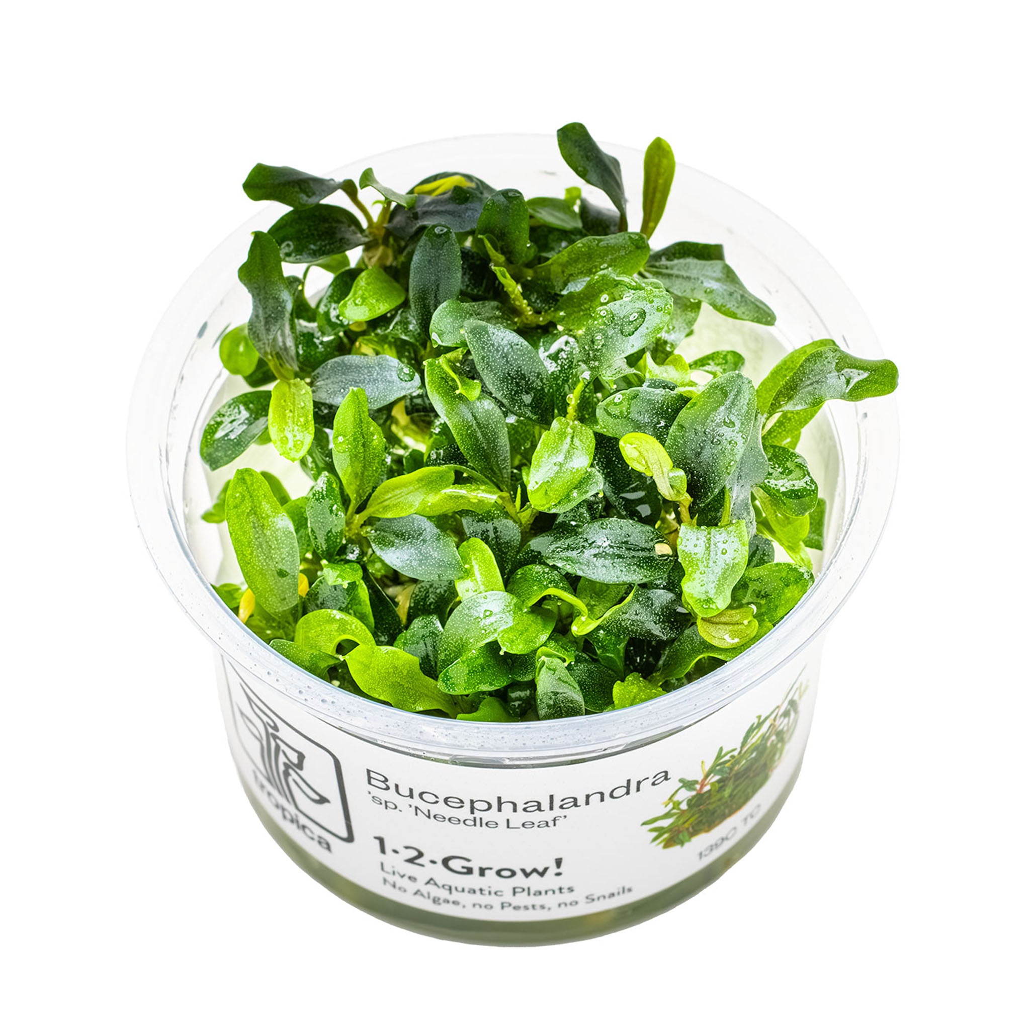 Bucephalandra_Needle_Leaf_Wasserpflanze_Wasserpflanze