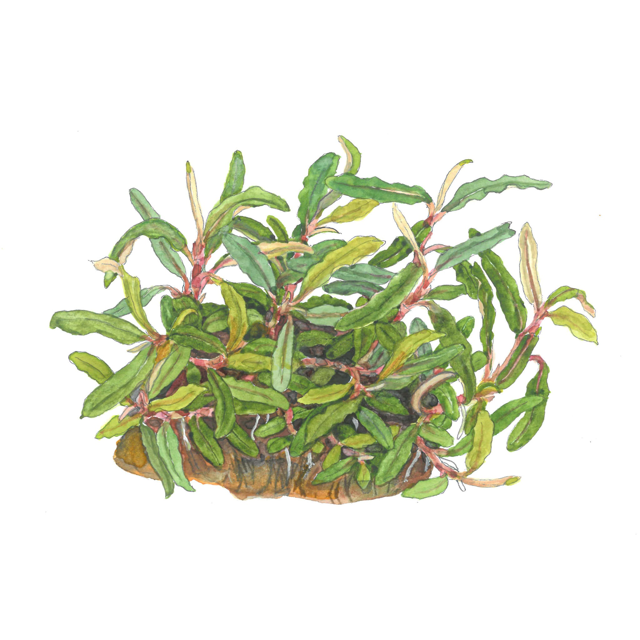 Bucephalandra_Needle_Leaf_Zeichnung