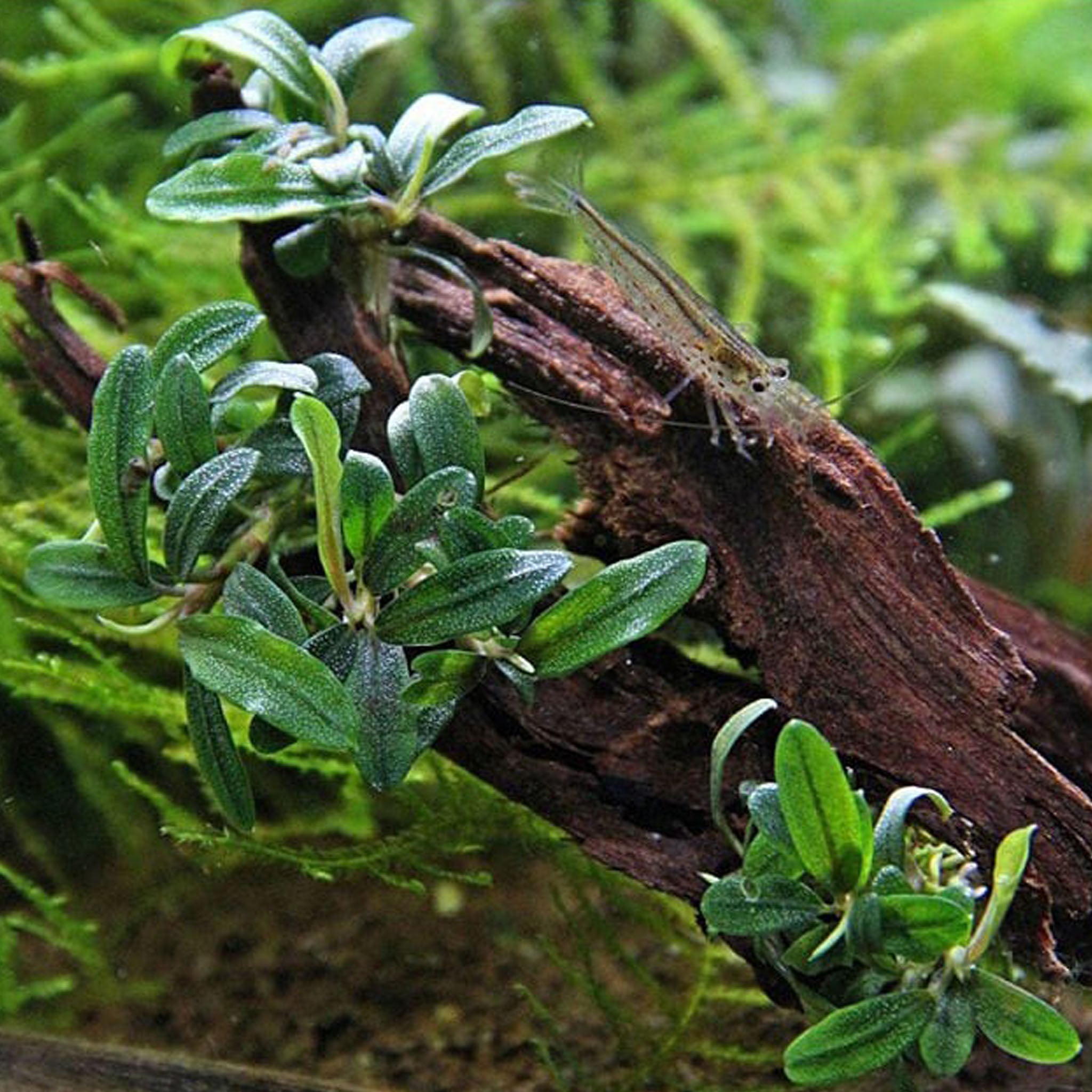 Bucephalandra_Needle_Leaf_im_Aquarium