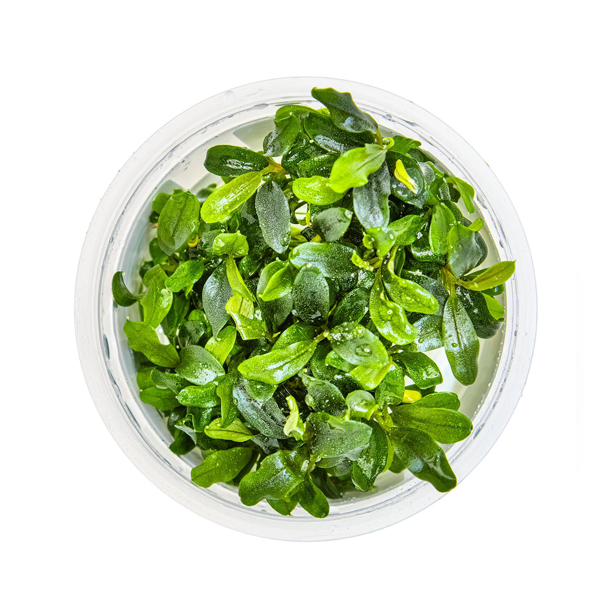 Bucephalandra_Needle_Leaf_von_oben