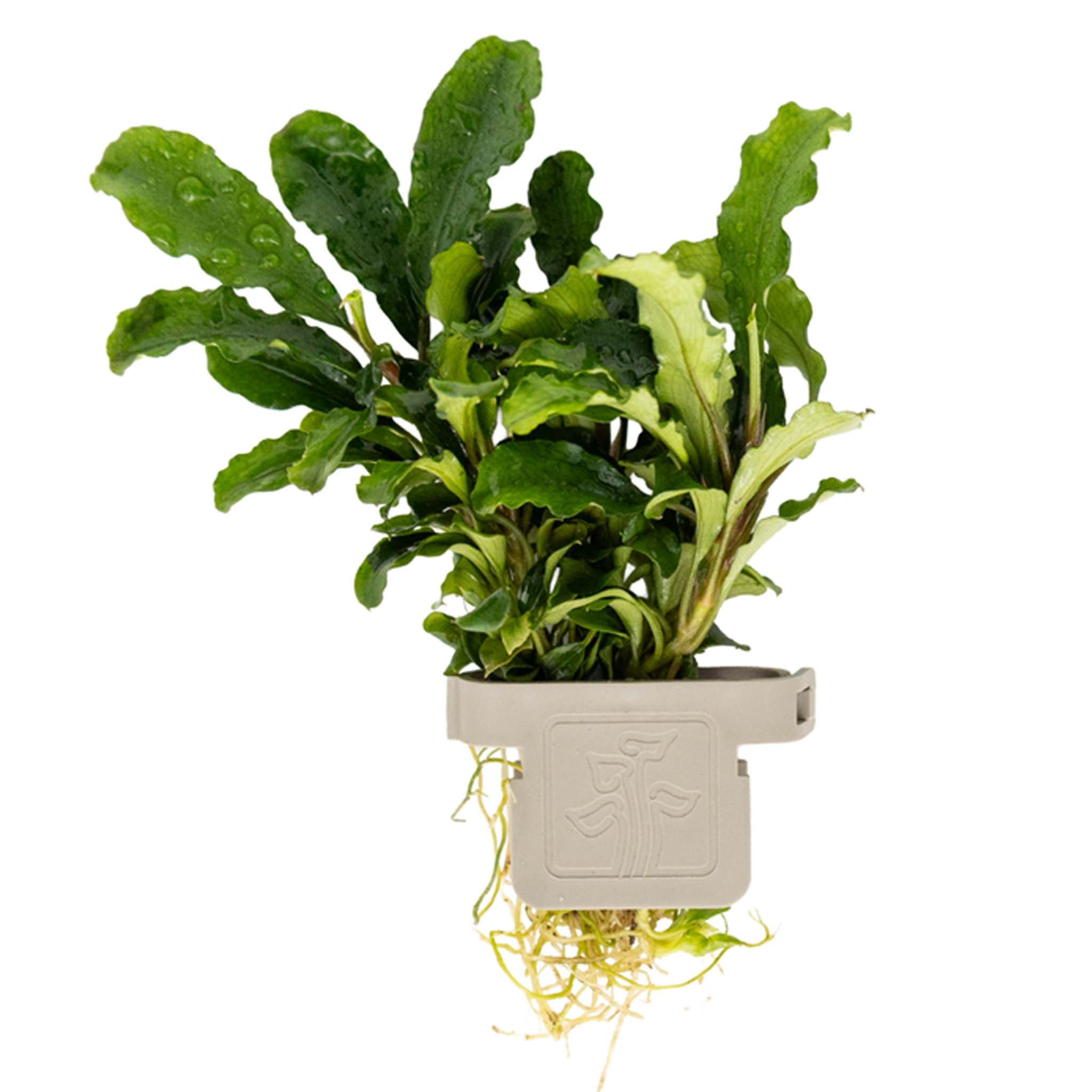 Bucephalandra pygmaea 'Bukit Kelam' Clip