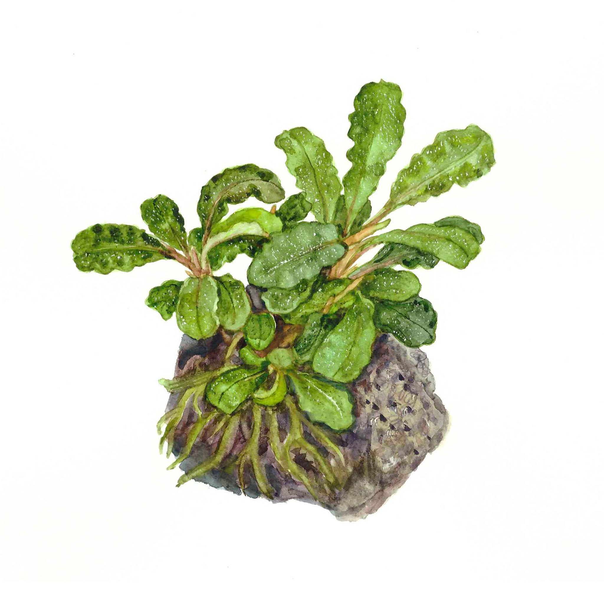 Bucephalandra_pygmaea_Zeichnung