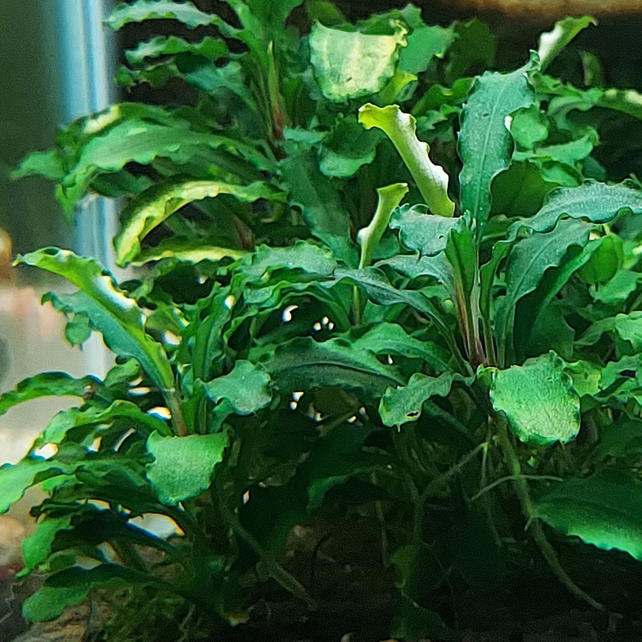 Bucephalandra_pygmaea_im_Aquarium