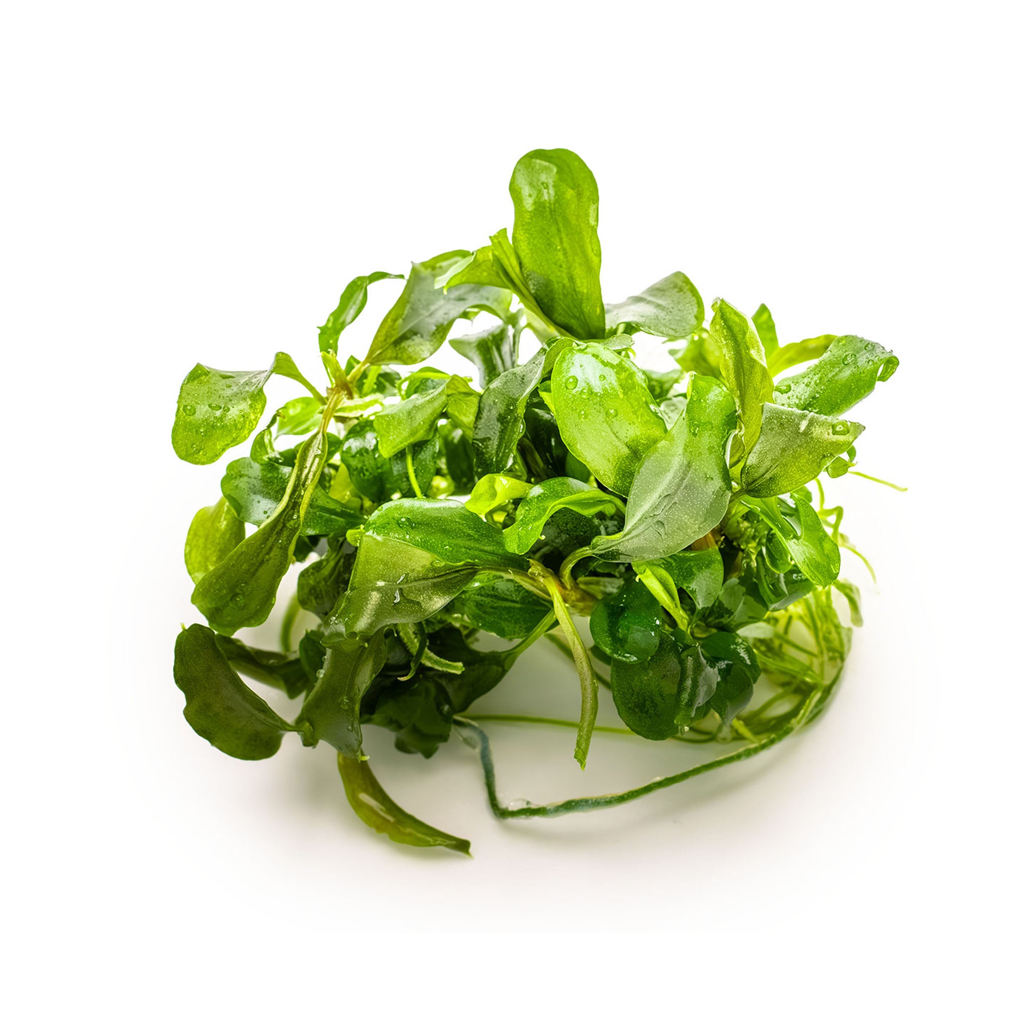 Bucephalandra_pygmaea_ohne_Becher