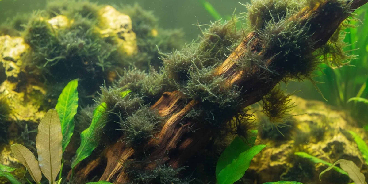 Pinselalgen und Bartalgen auf Aquarienpflanzen
