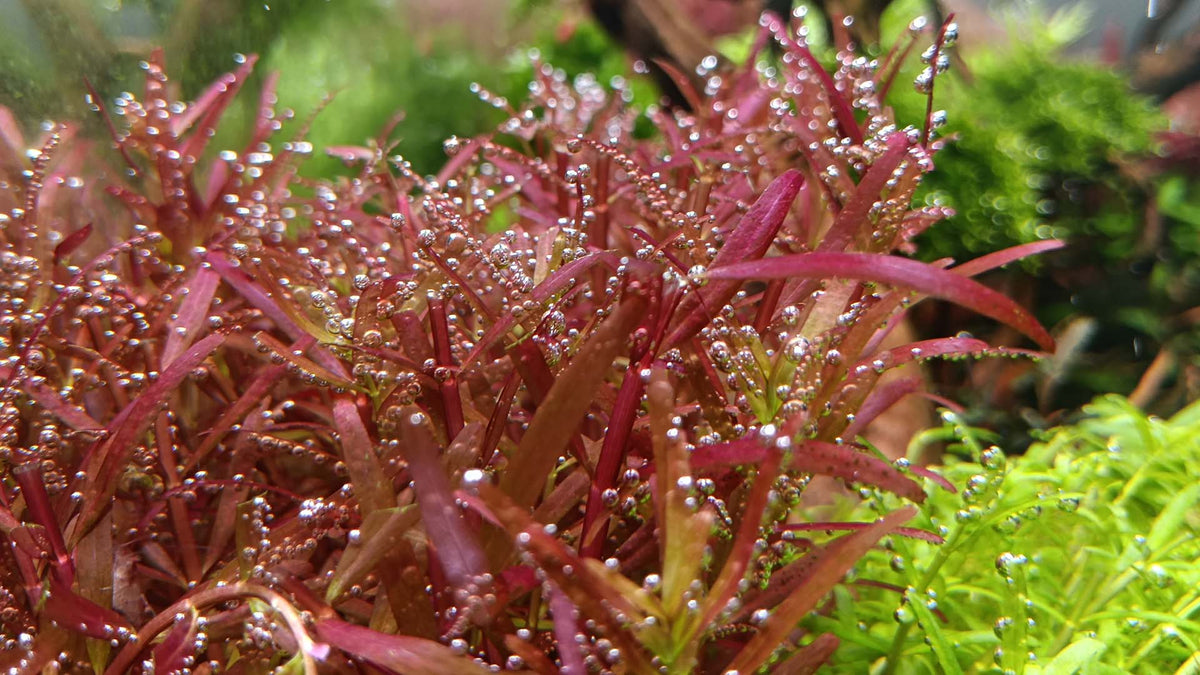 Wie funktioniert CO₂-Düngung im Aquarium?