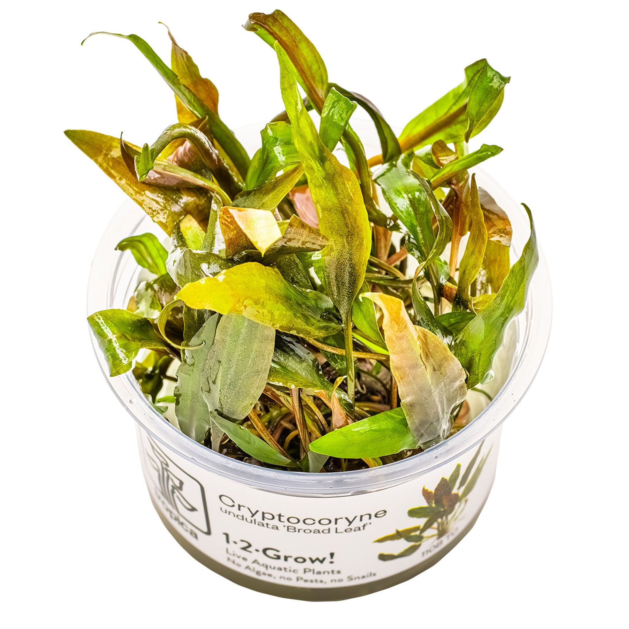 Cryptocoryne undulata Broad Leaf Wasserpflanze
