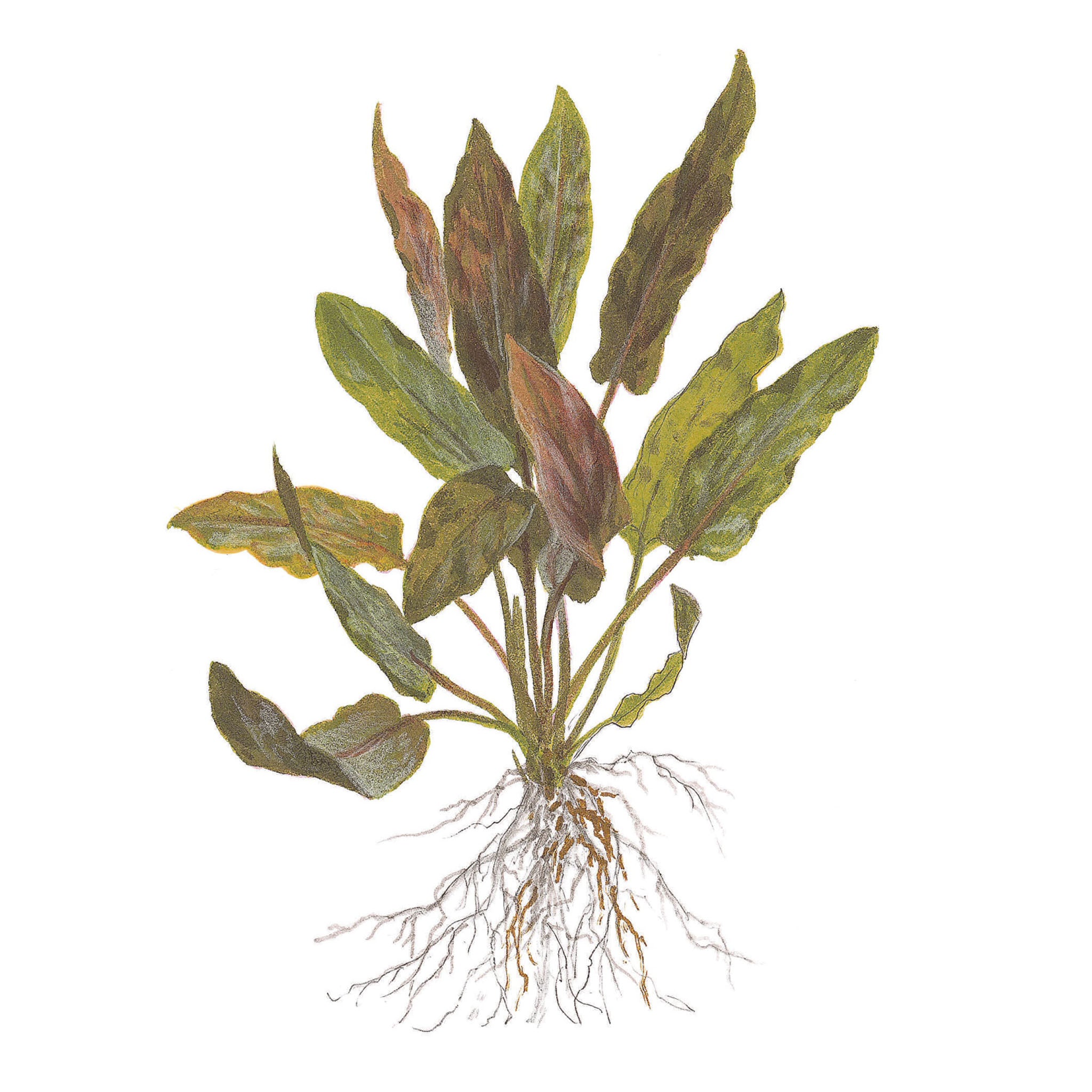 Cryptocoryne undulata Broad Leaf Wasserpflanze