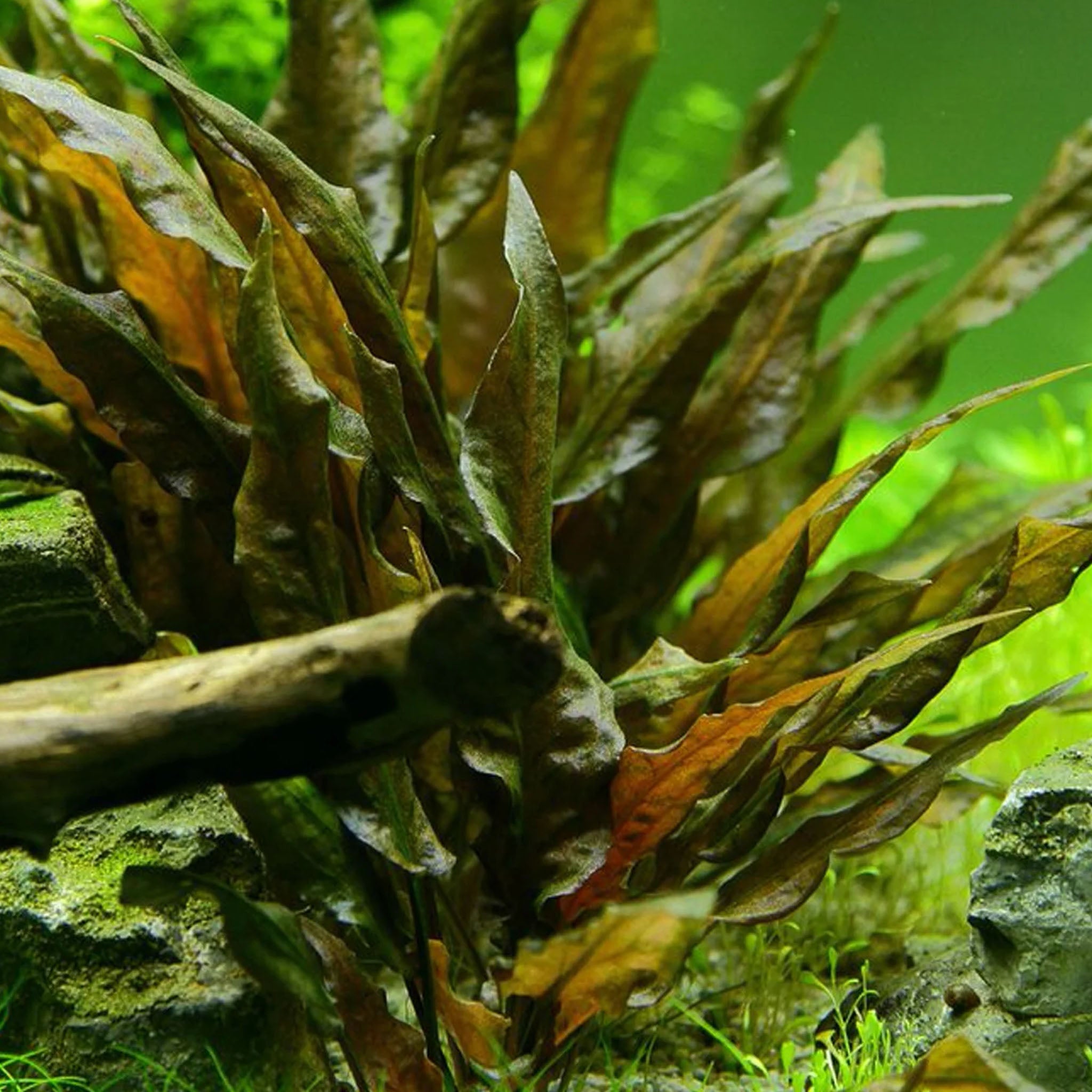 Cryptocoryne undulata Broad Leaf Wasserpflanze