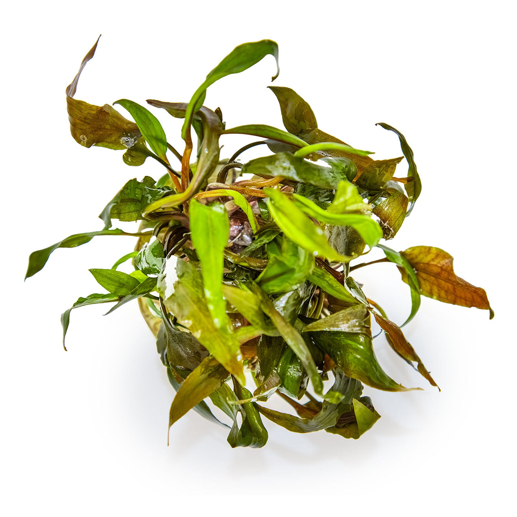 Cryptocoryne undulata Broad Leaf Wasserpflanze