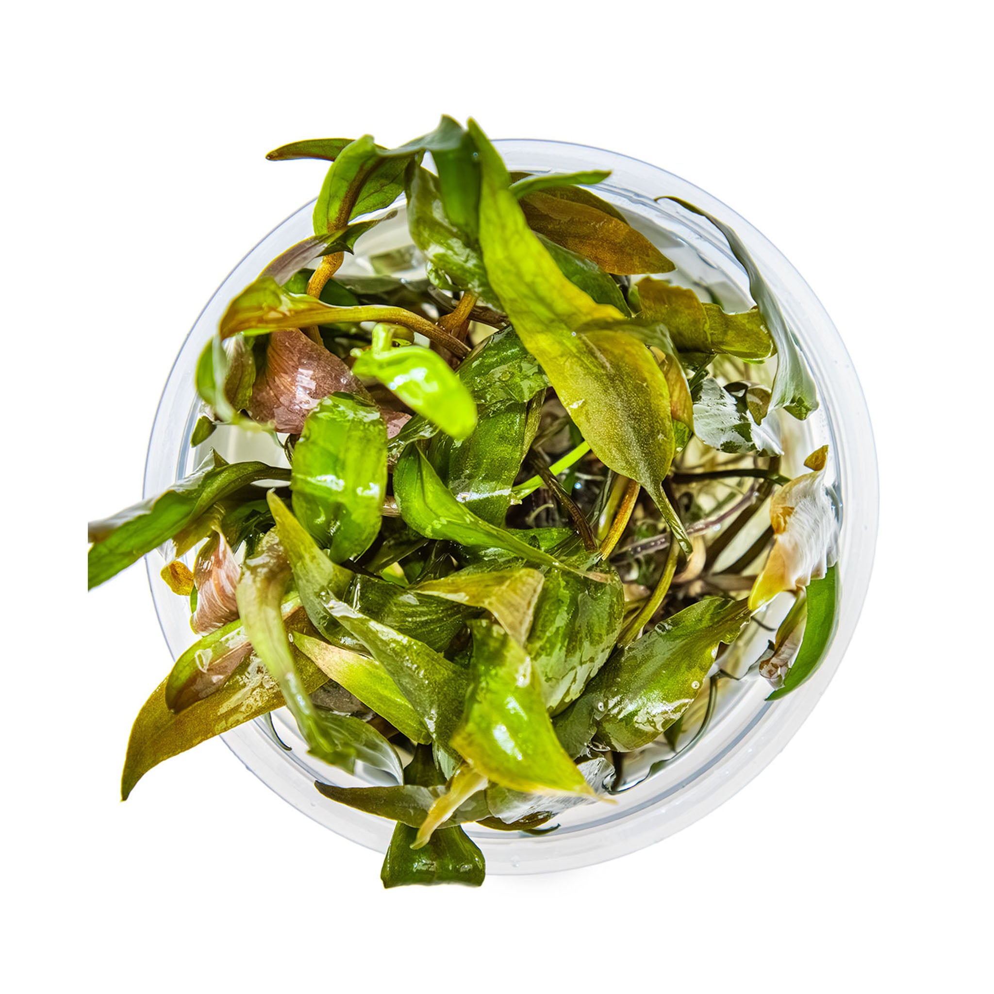 Cryptocoryne undulata Broad Leaf Wasserpflanze