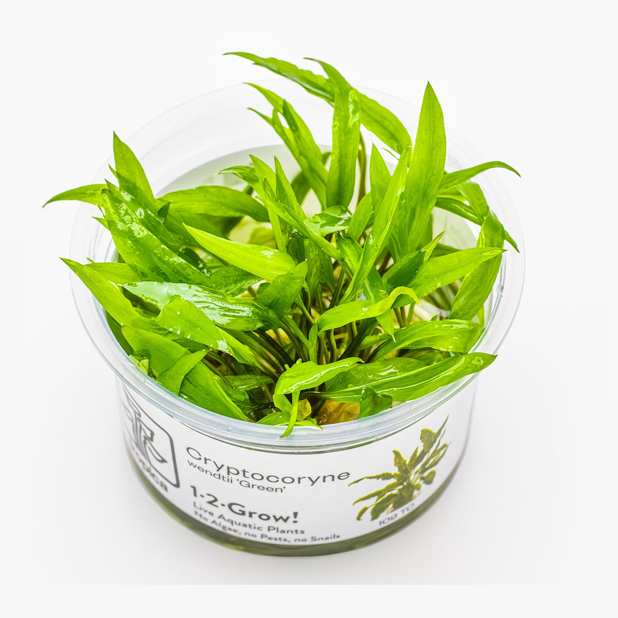 Cryptocoryne-wendtii-Green-Wasserpflanze
