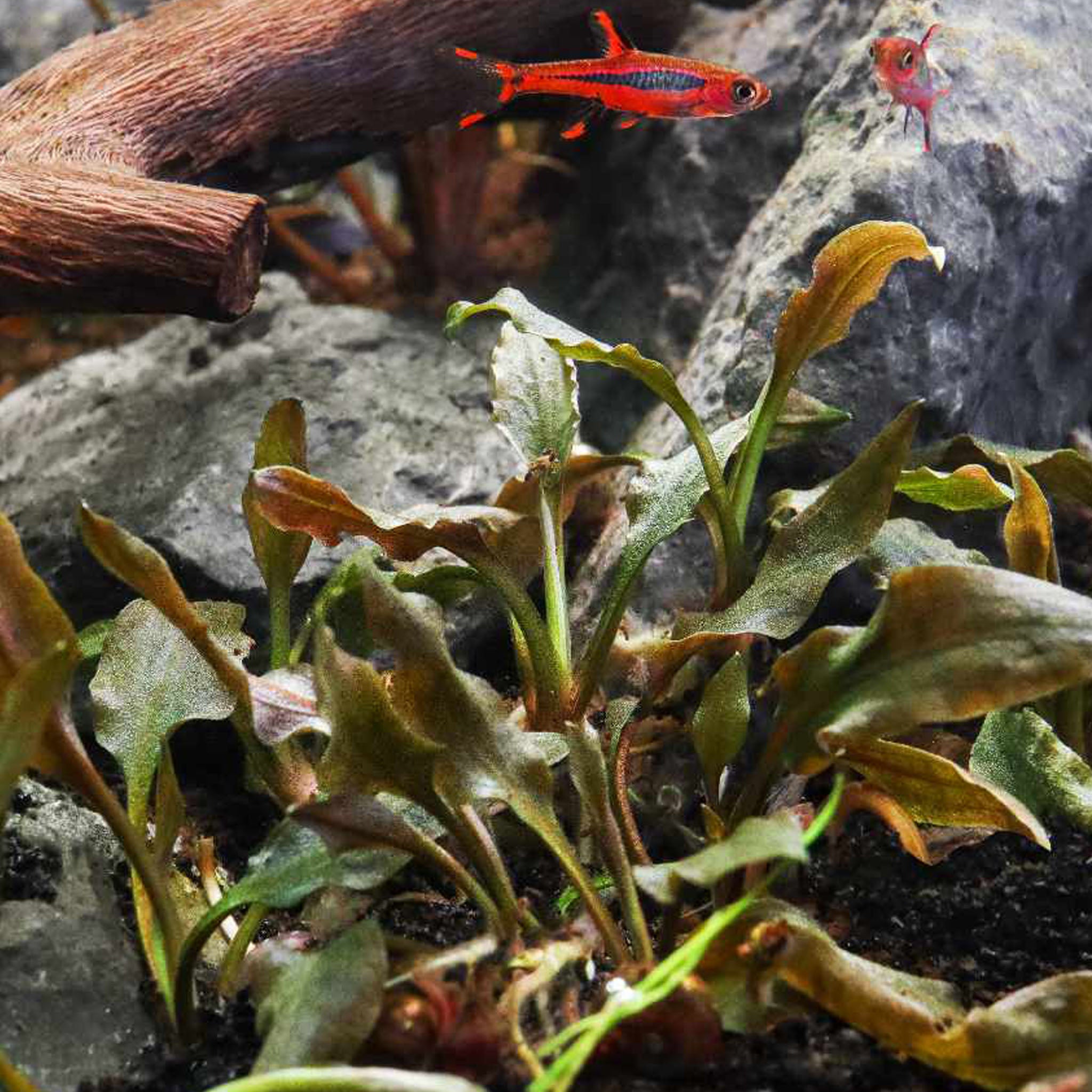 Cryptocoryne-wendtii-Mi-Oya-Aquarium