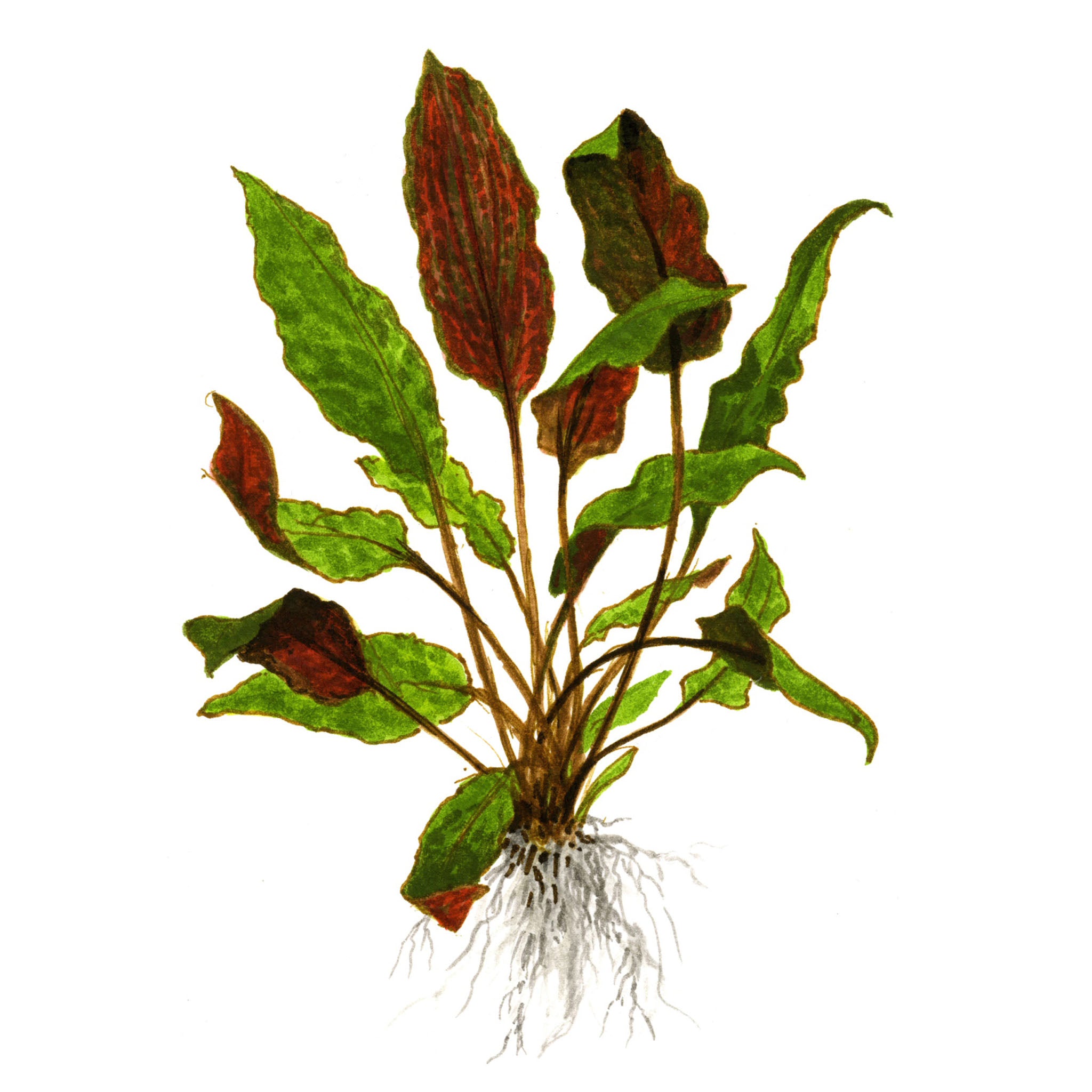 Cryptocoryne-wendtii-Mi-Oya-Zeichnung
