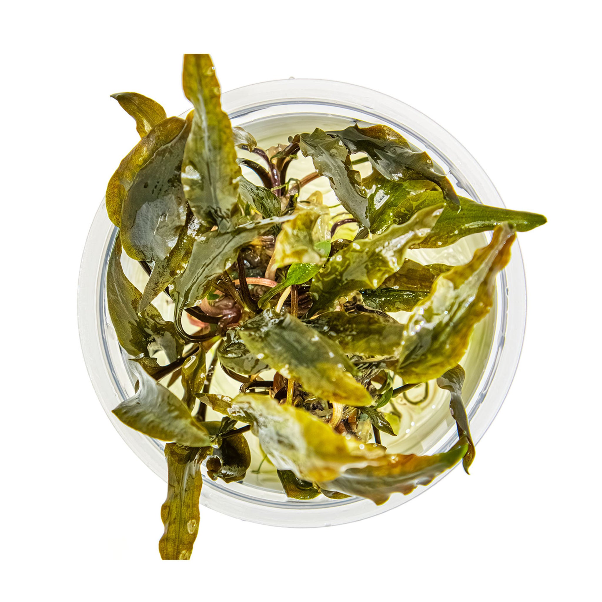 Cryptocoryne-wendtii-Mi-Oya-von_oben