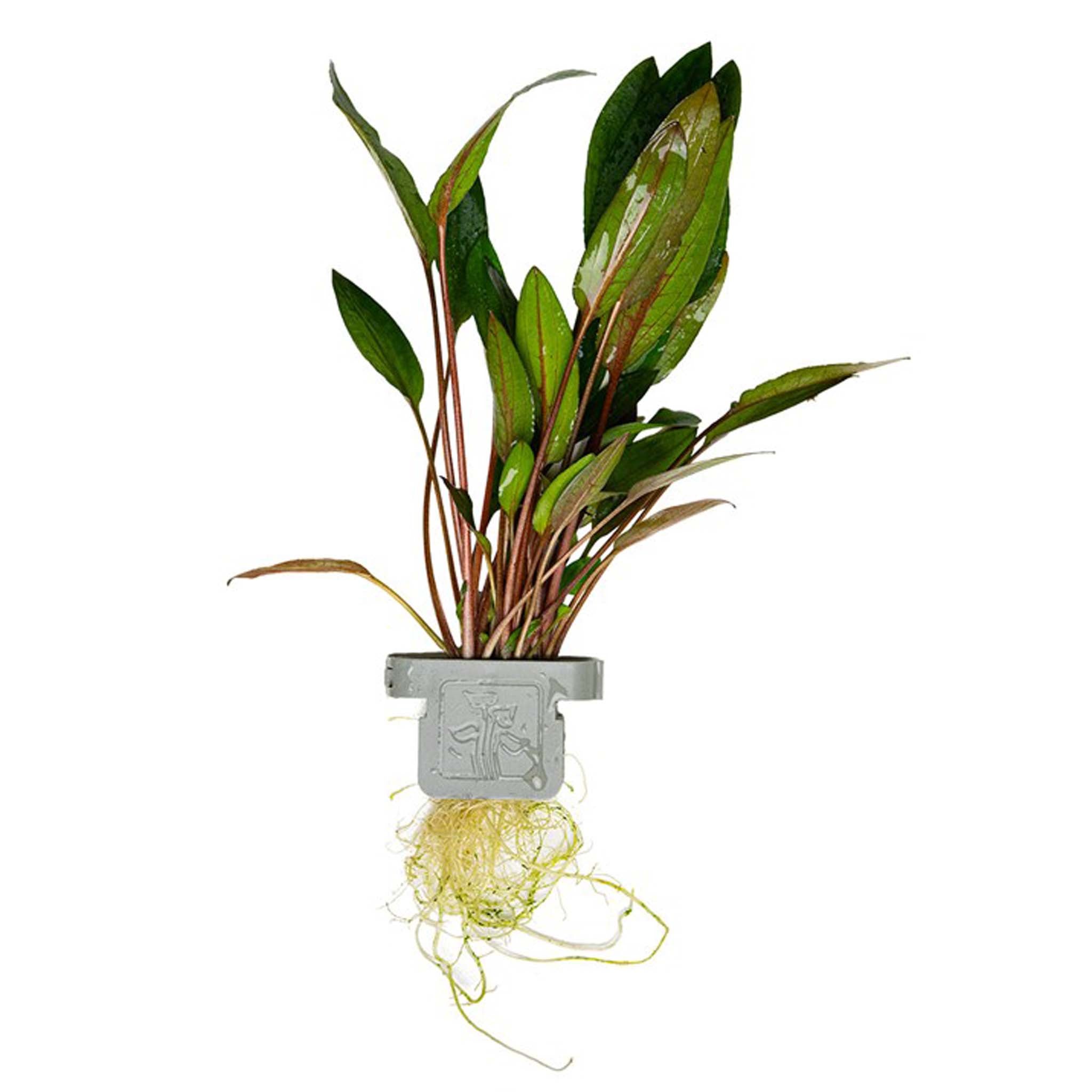Cryptocoryne beckettii 'Petchii' Clip