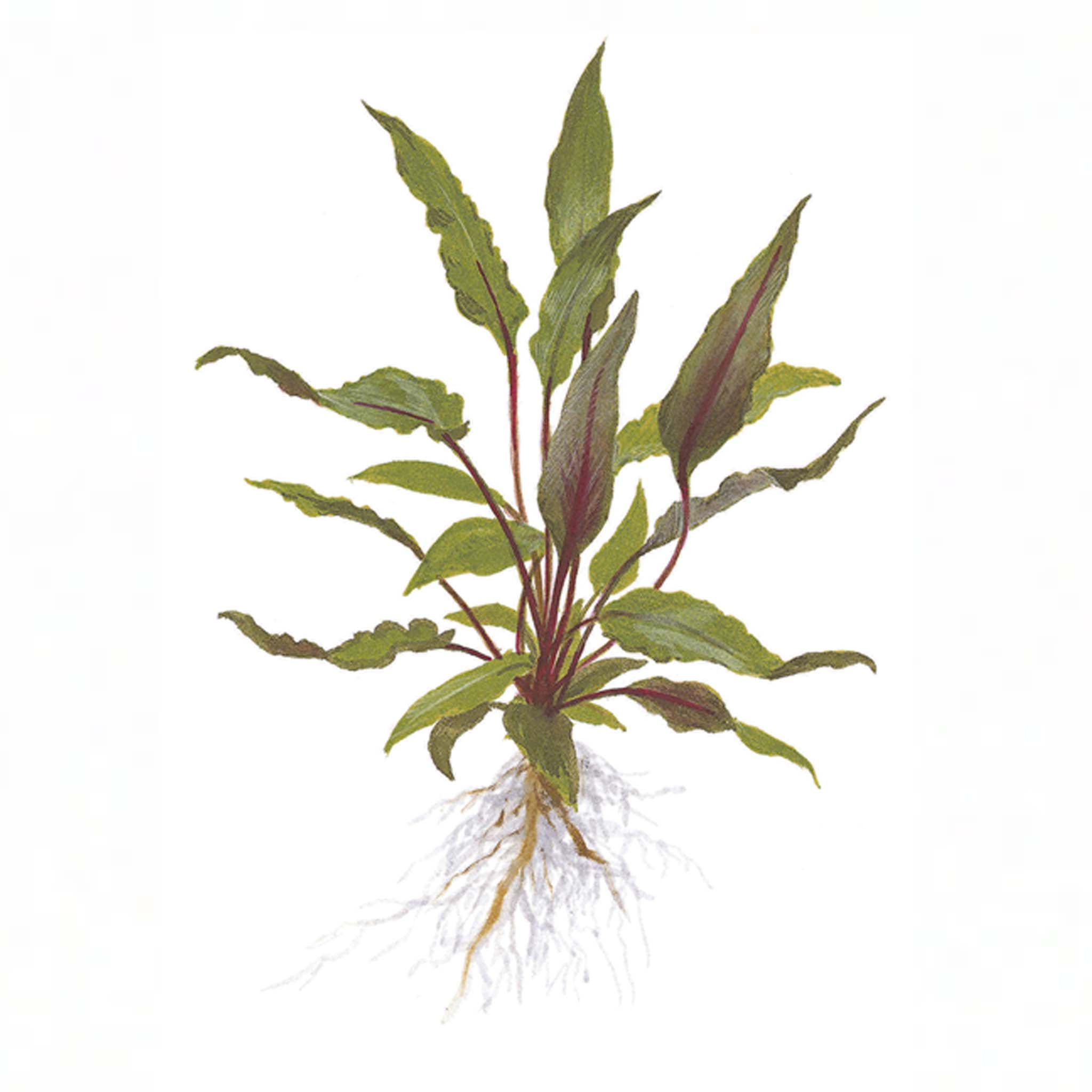 Cryptocoryne beckettii 'Petchii' Clip