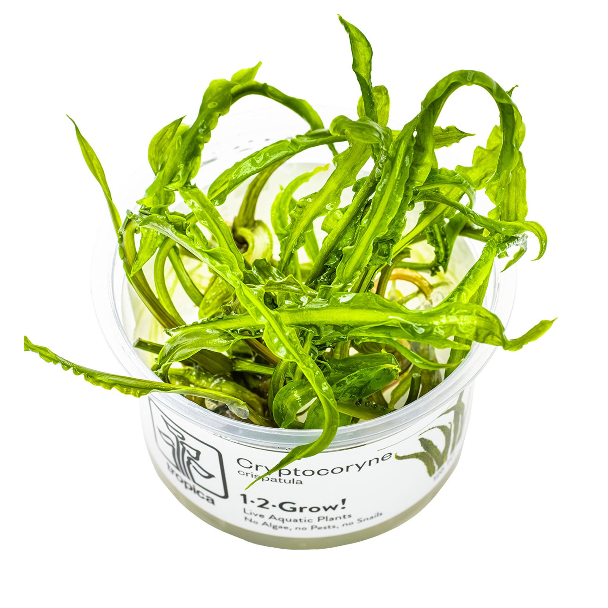 Cryptocoryne_crispatula_Wasserpflanze