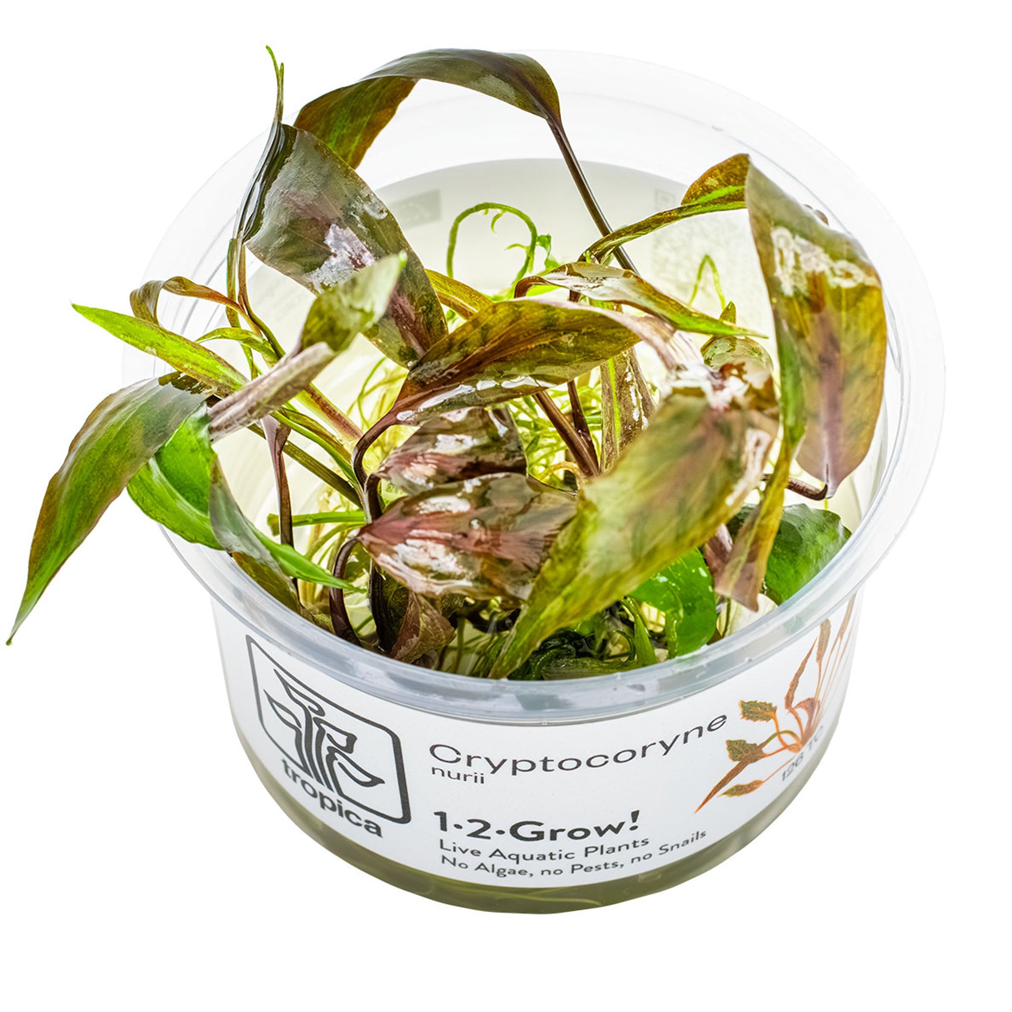 Cryptocoryne_nurii_Wasserpflanze
