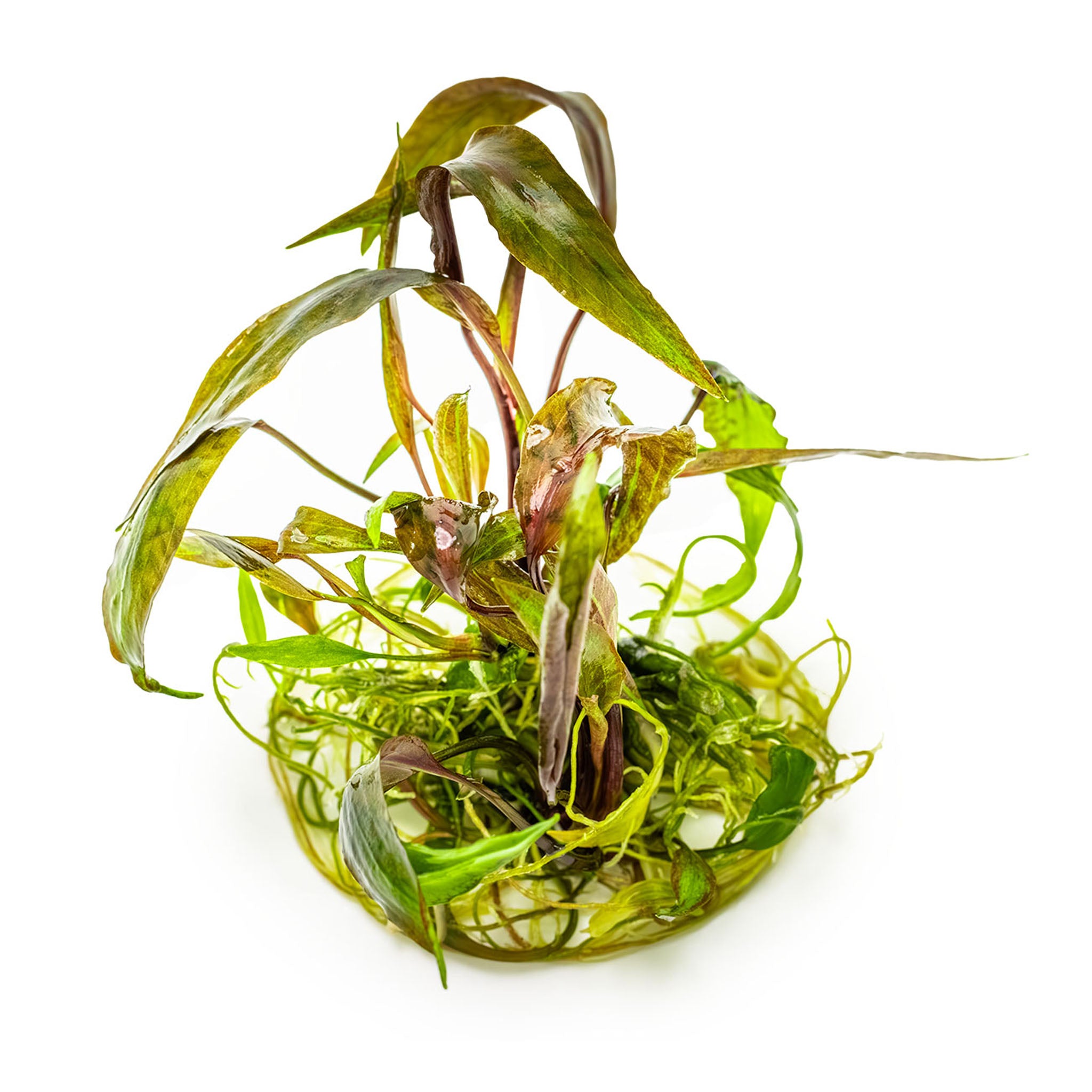 Cryptocoryne_nurii_ohne_Becher