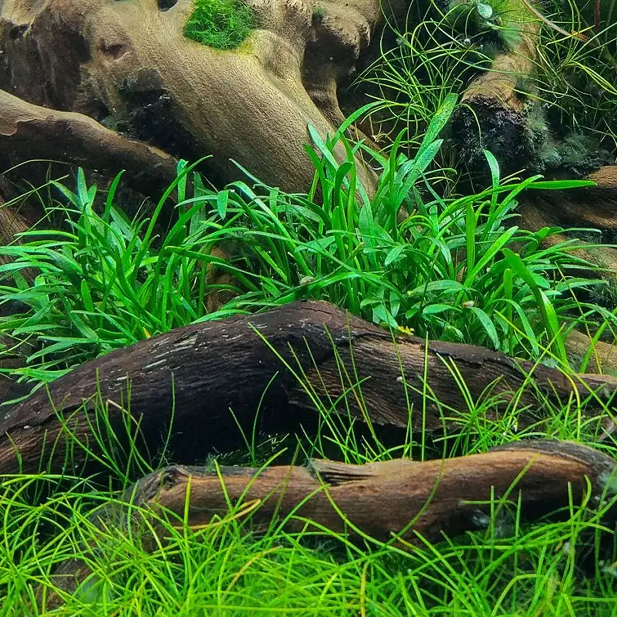 Cryptocoryne_parva_Aquarium