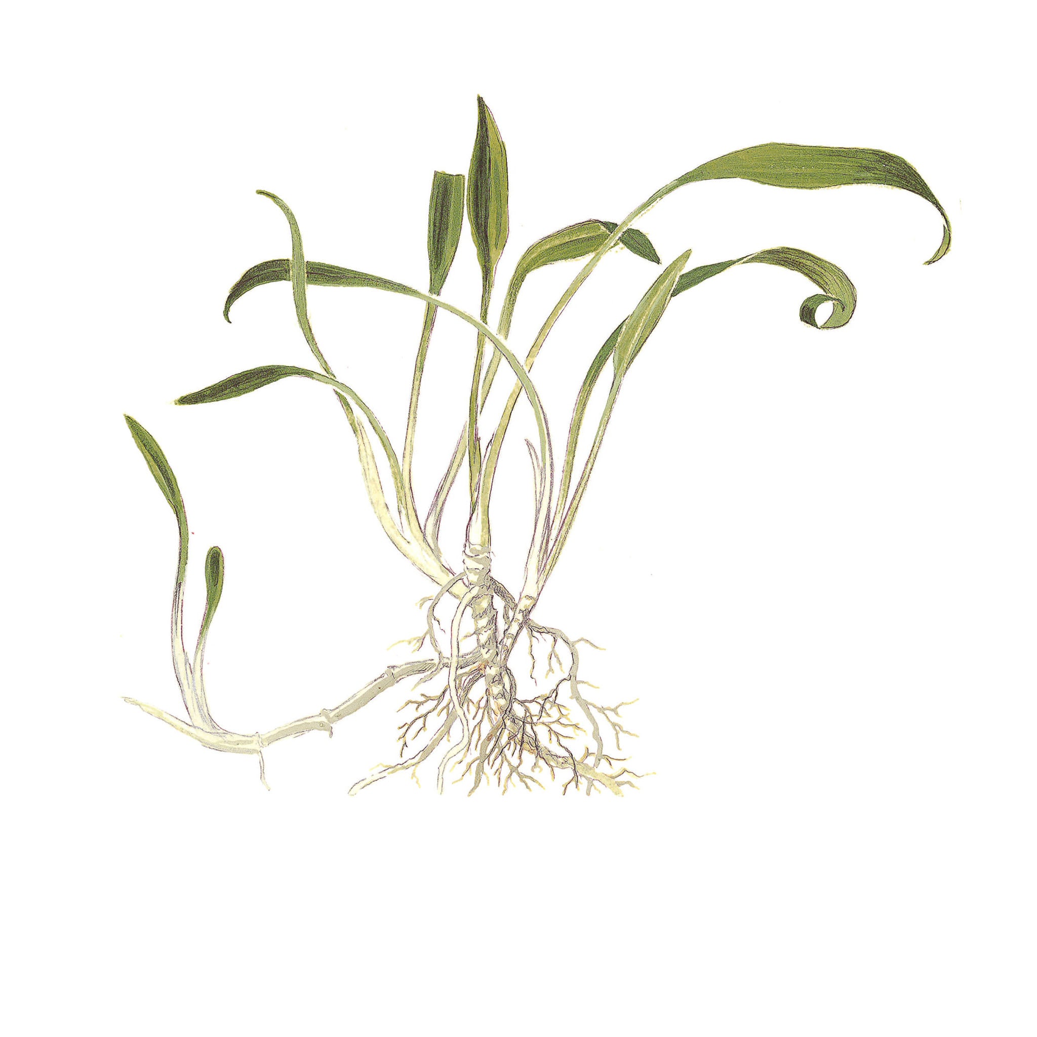 Cryptocoryne_parva_Zeichnung