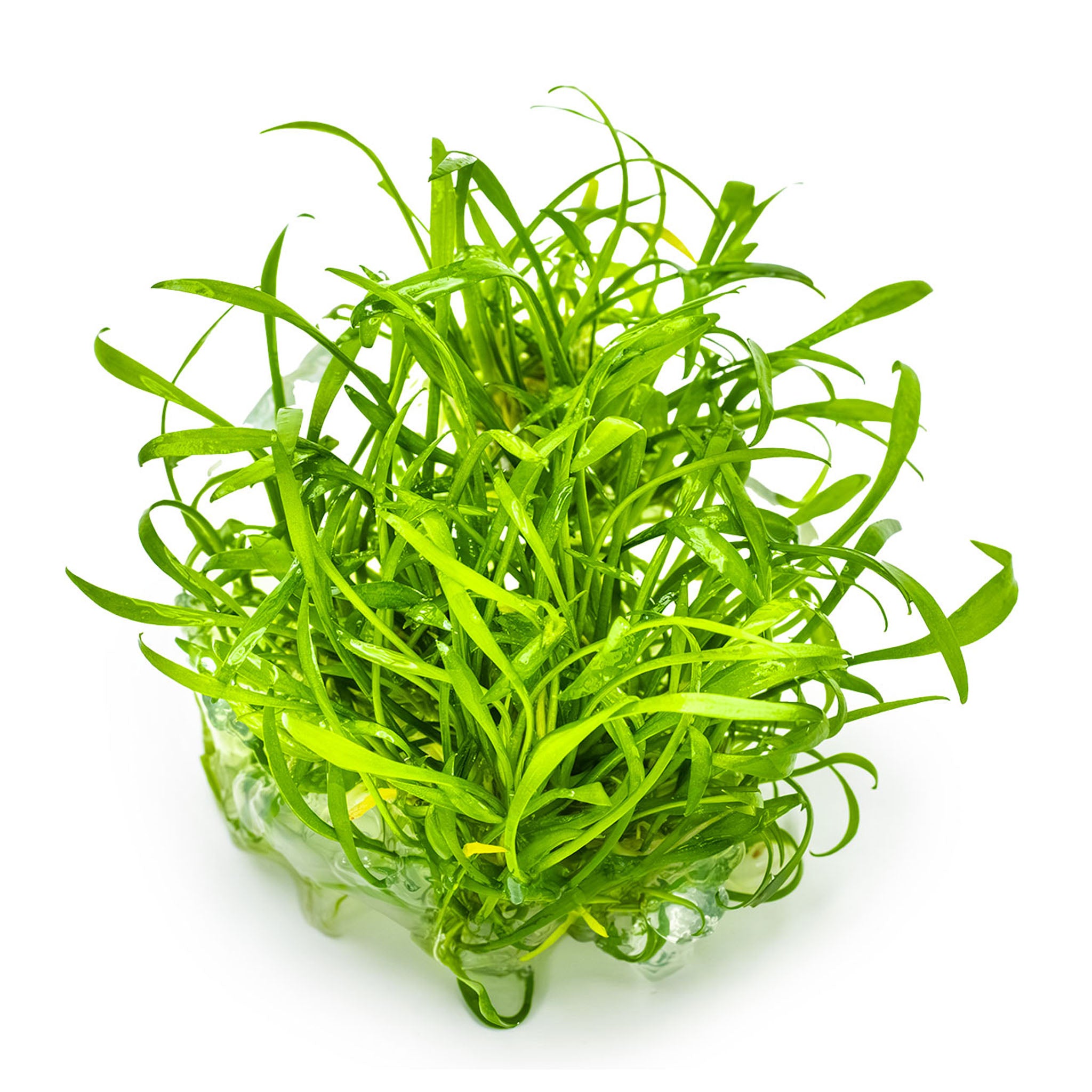 Cryptocoryne_parva_ohne_Becher