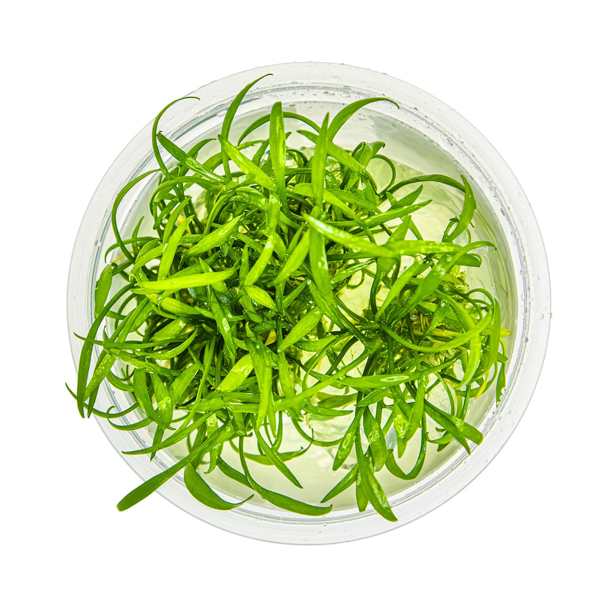 Cryptocoryne_parva_von_oben