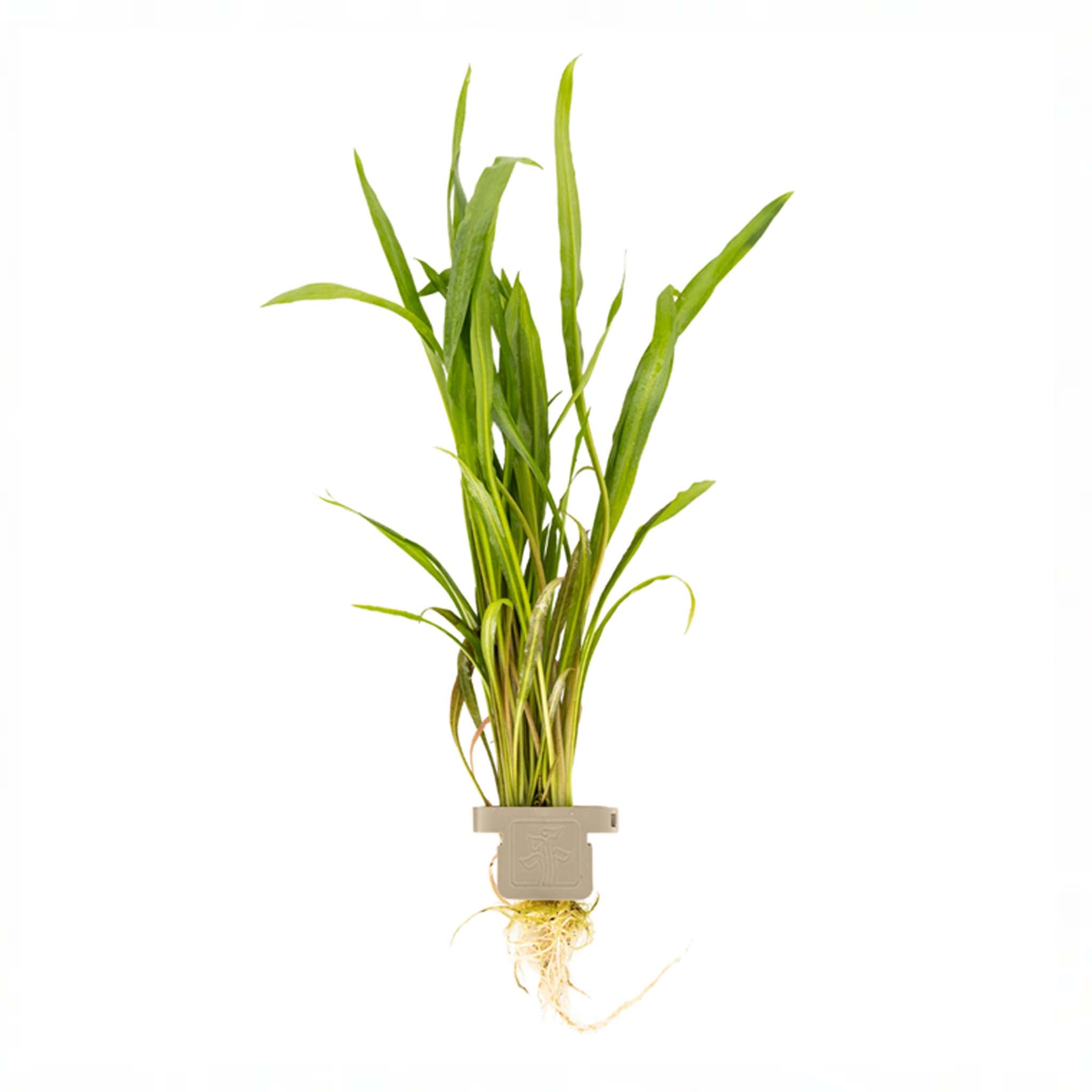 Cryptocoryne spiralis 'Red' Clip