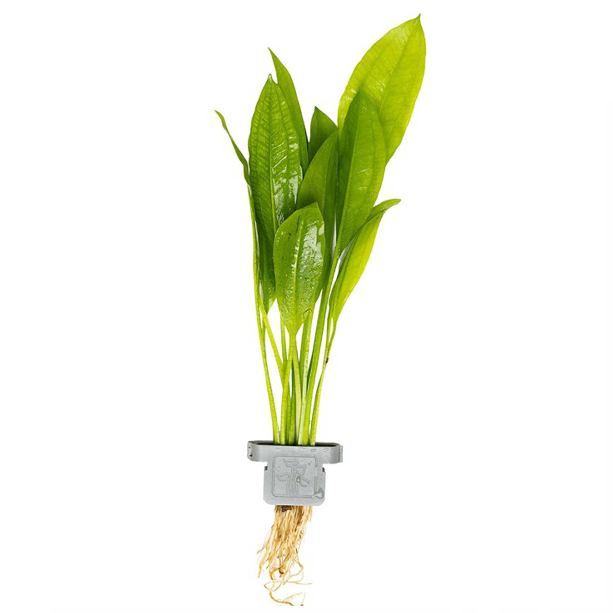 Echinodorus grisebachii 'Bleherae' Clip