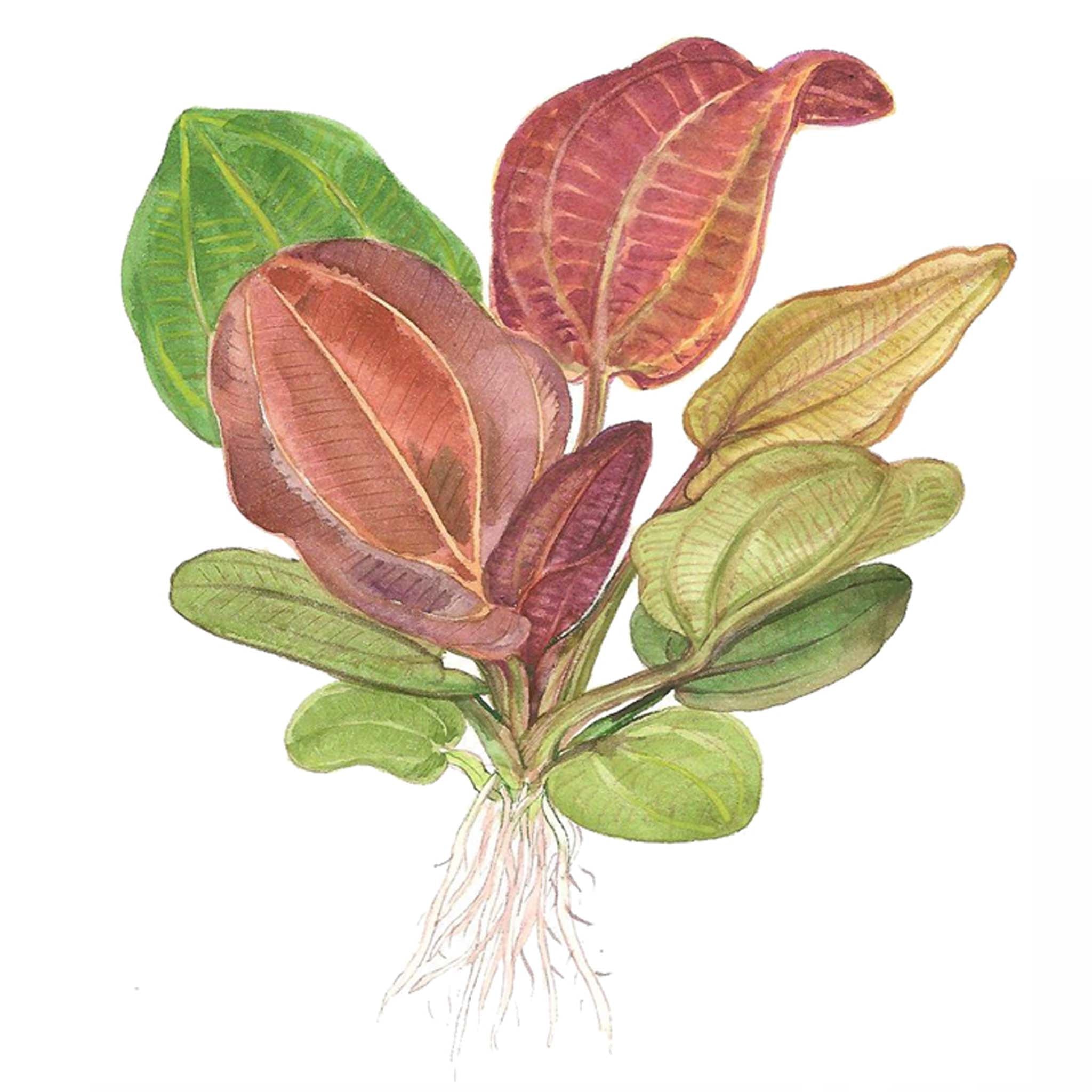 Echinodorus 'Reni' Clip