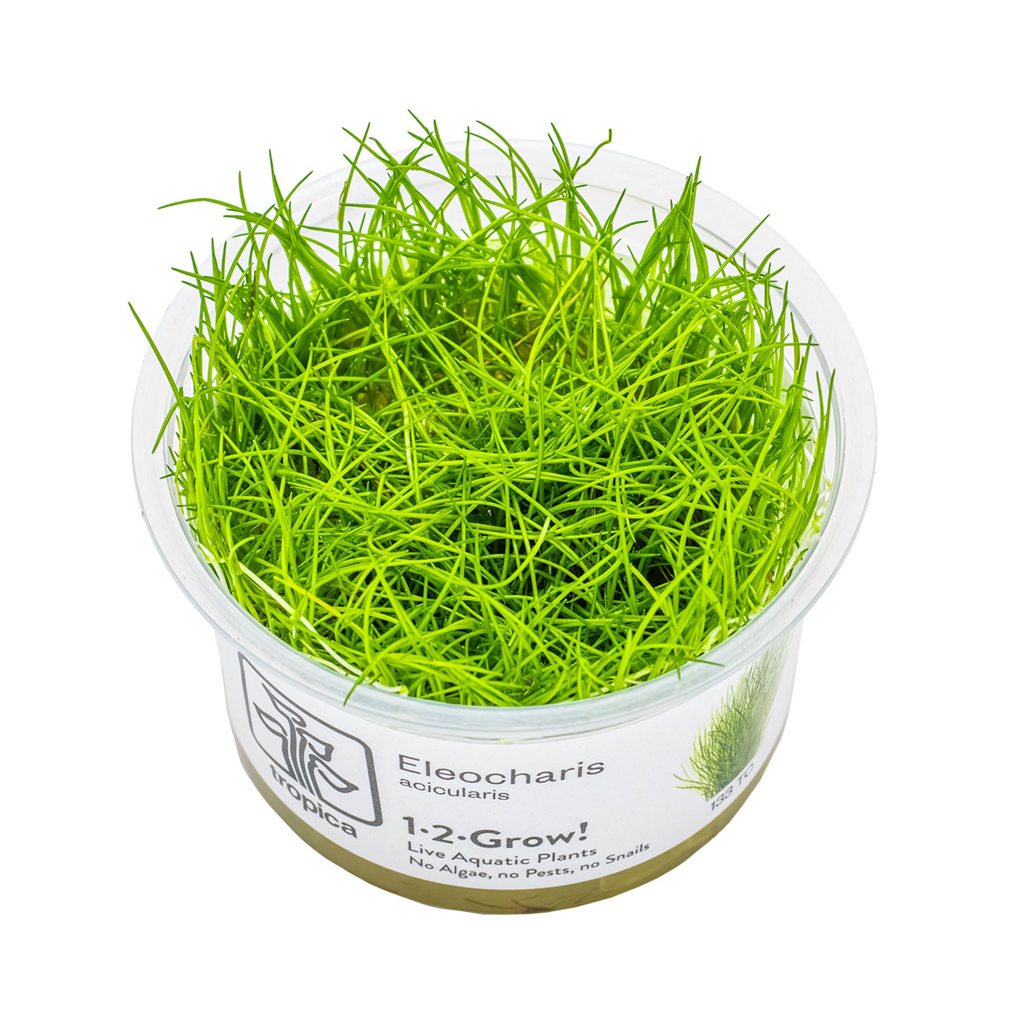 Eleocharis acicularis Wasserpflanze