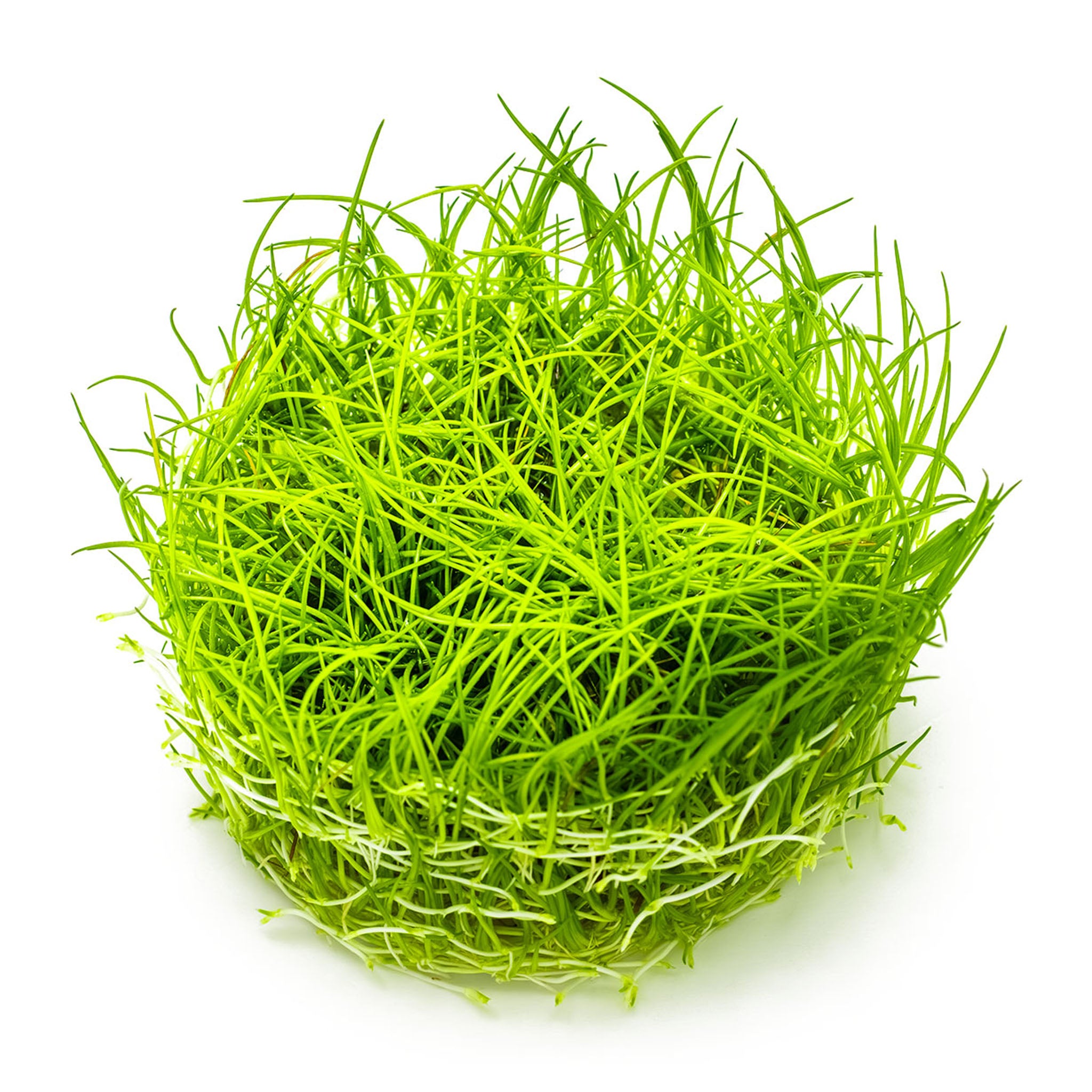 Eleocharis acicularis Wasserpflanze
