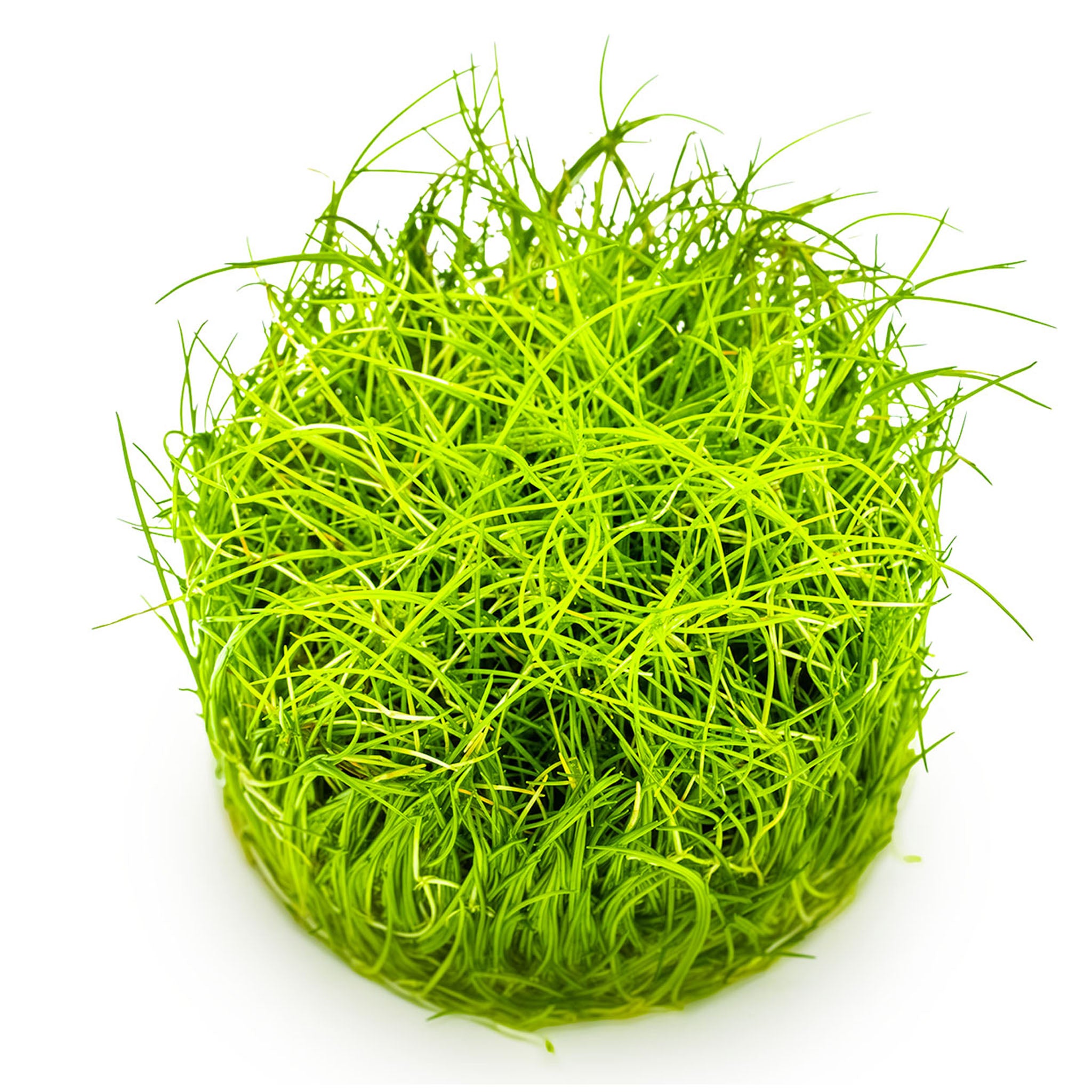Eleocharis-pusilla-Mini-ohne_Topf_Aquarium
