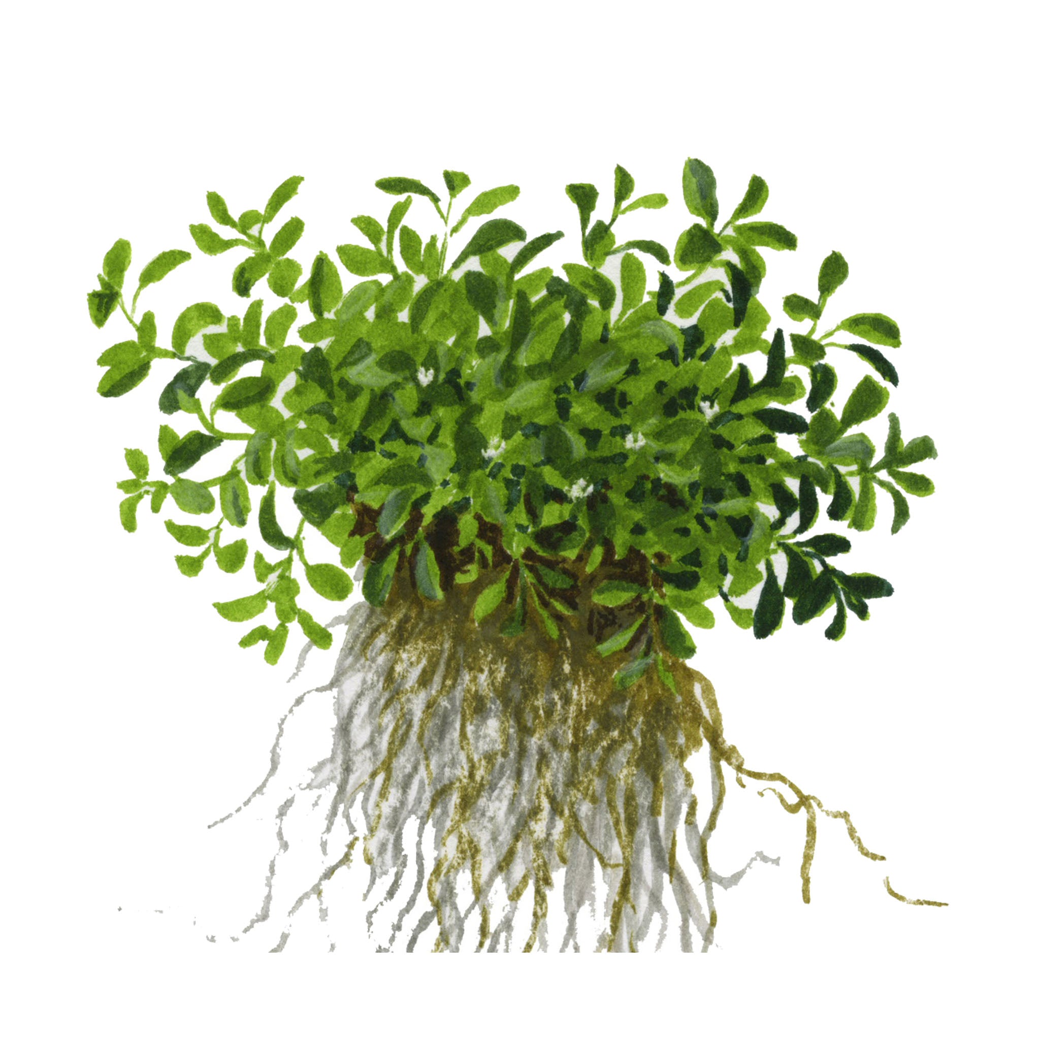 Glossostigma-elatinoides-Zeichnung