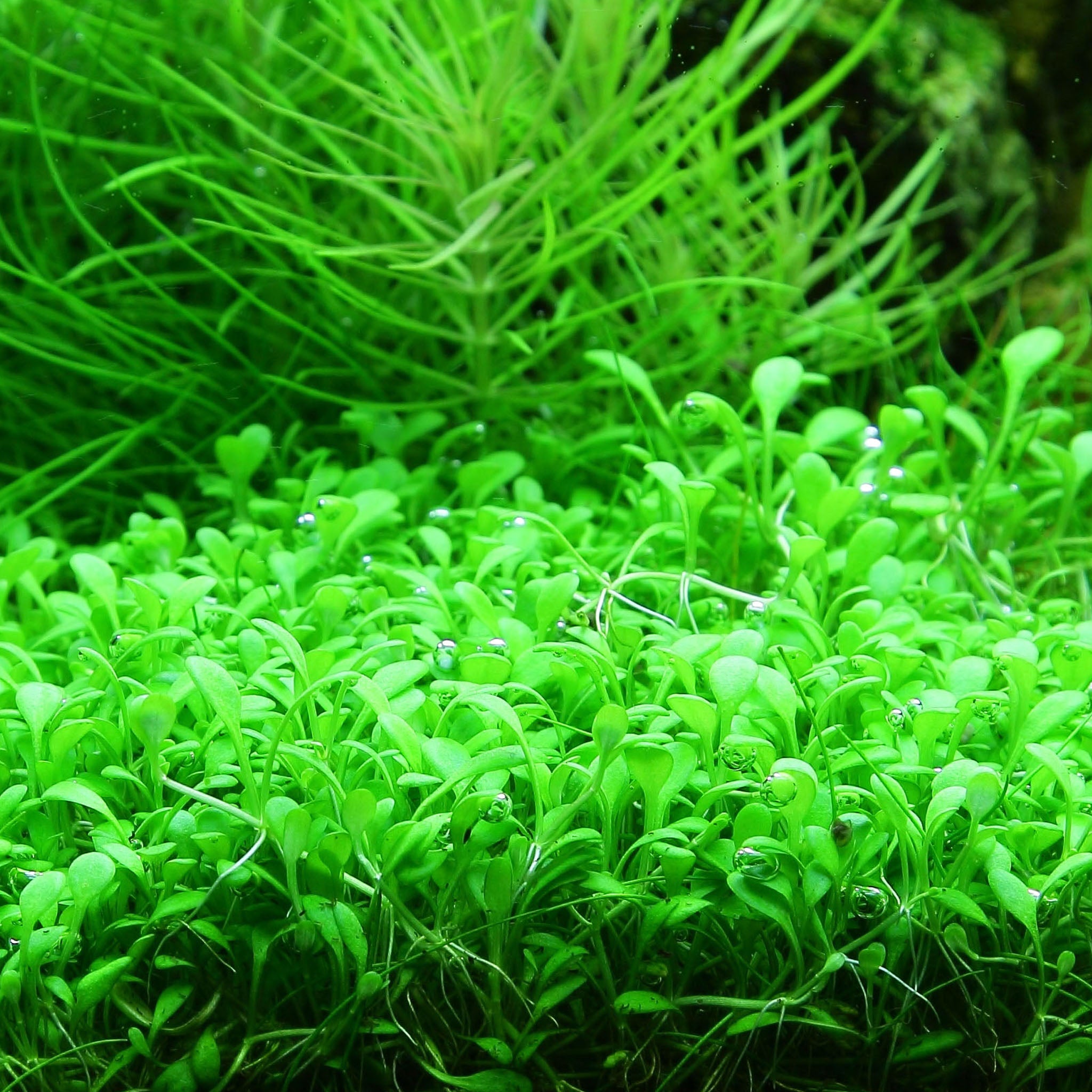 Glossostigma-elatinoides-im-Aquarium