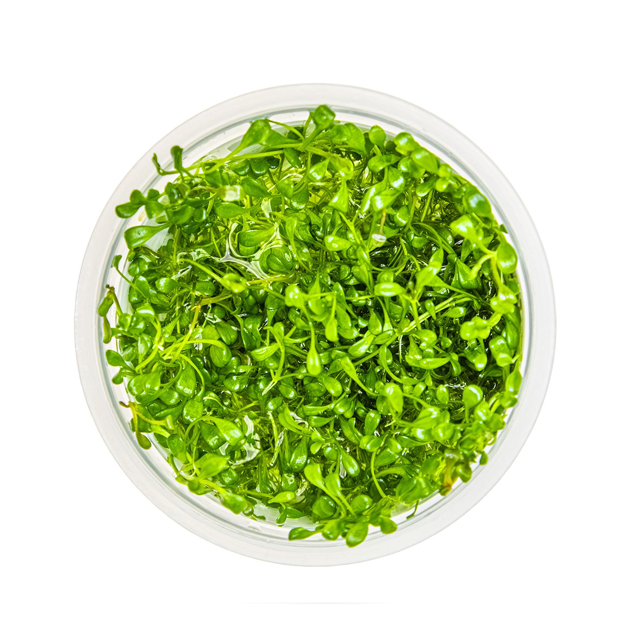 Glossostigma-elatinoides-von_oben