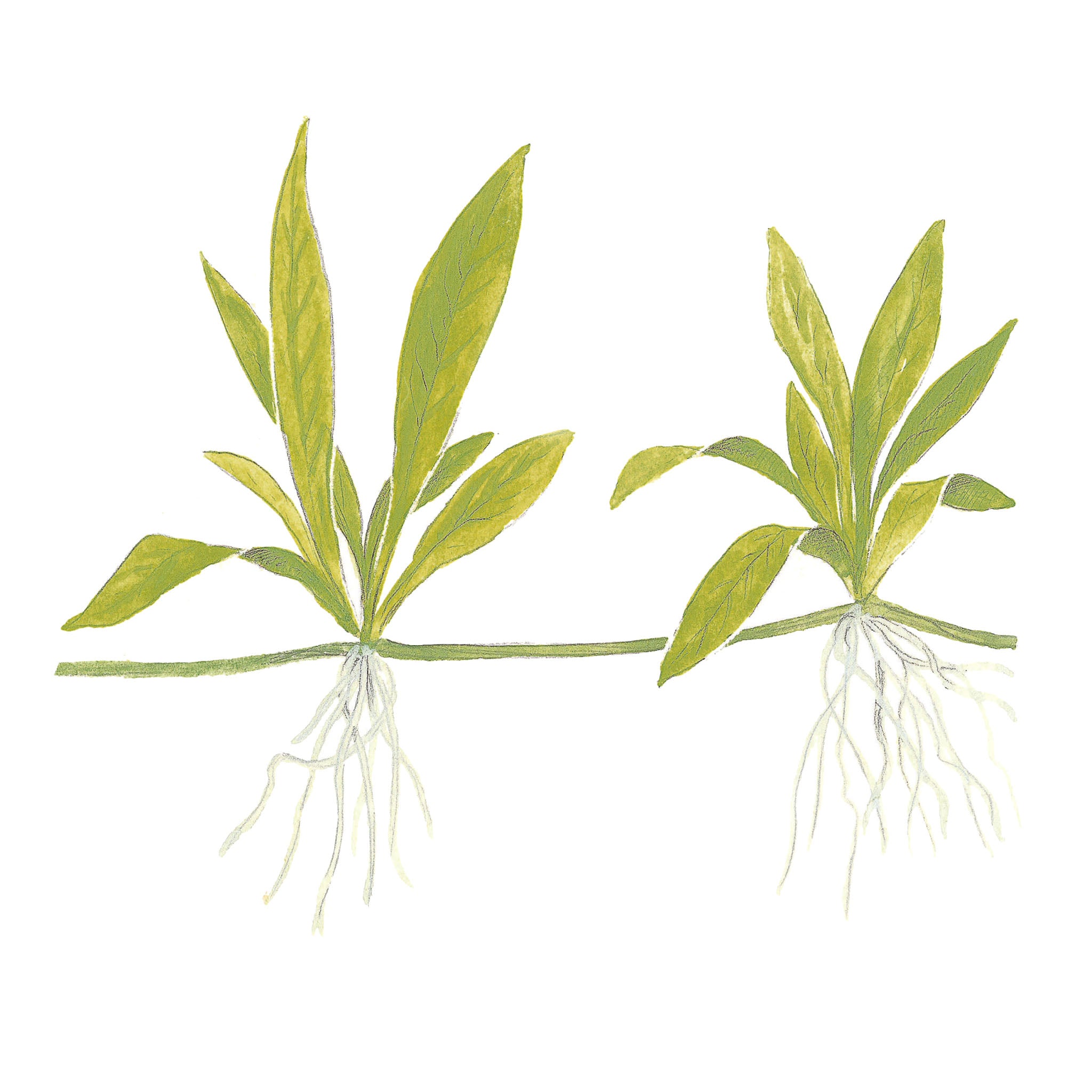 Helanthium-bolivianum-Quadricostatus-Zeichnung
