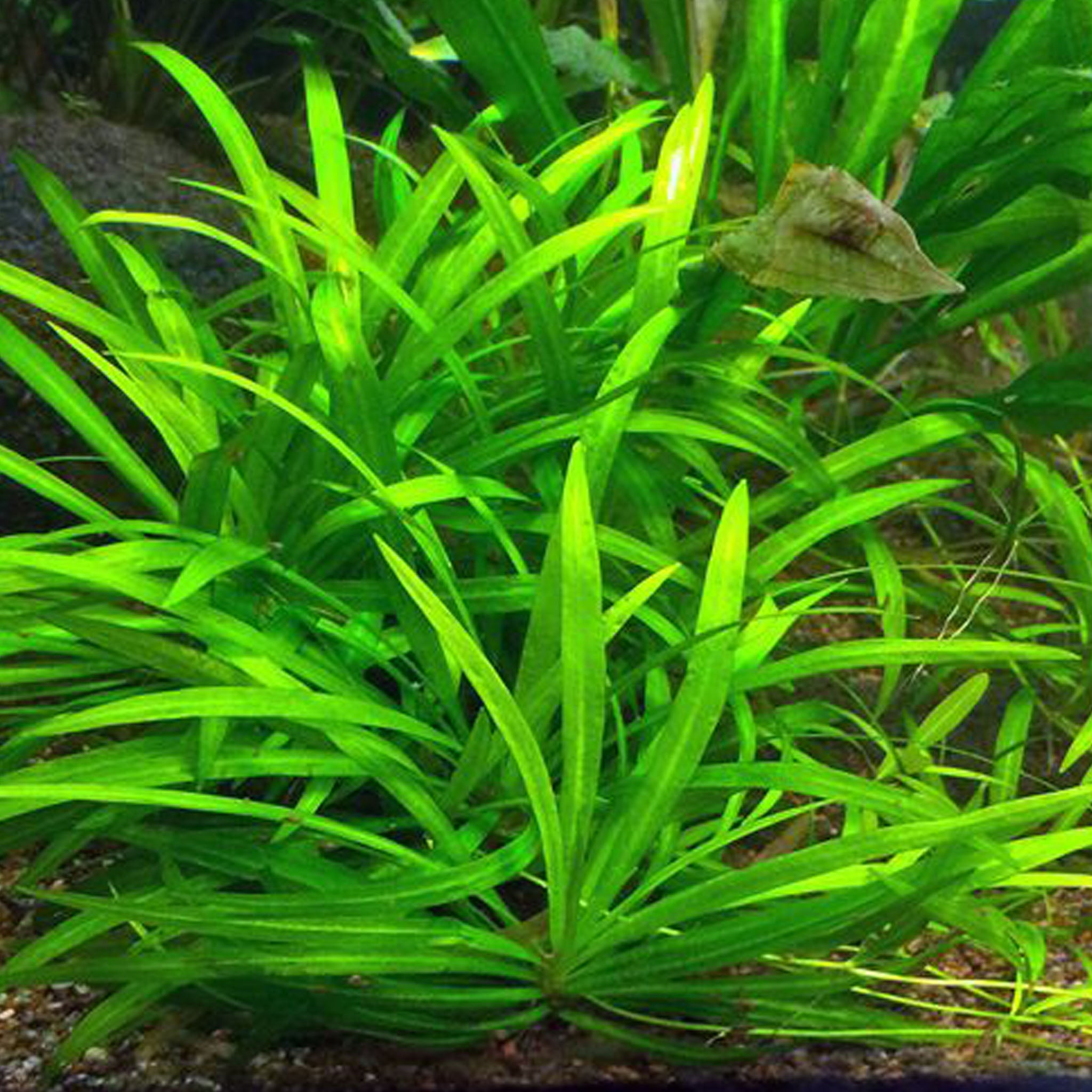 Helanthium-bolivianum-Quadricostatus-im-Aquarium