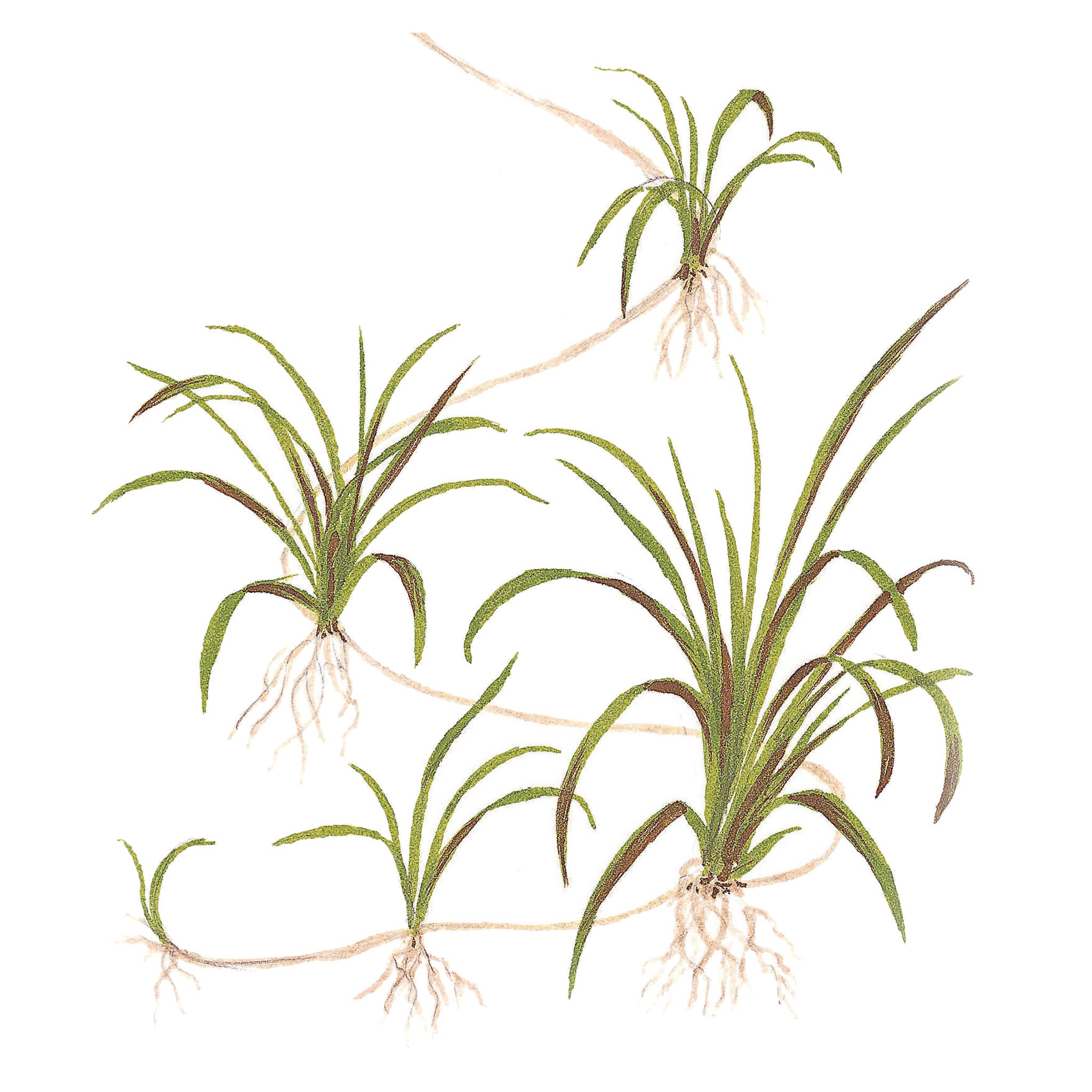 Helanthium-tenellum-Zeichnung