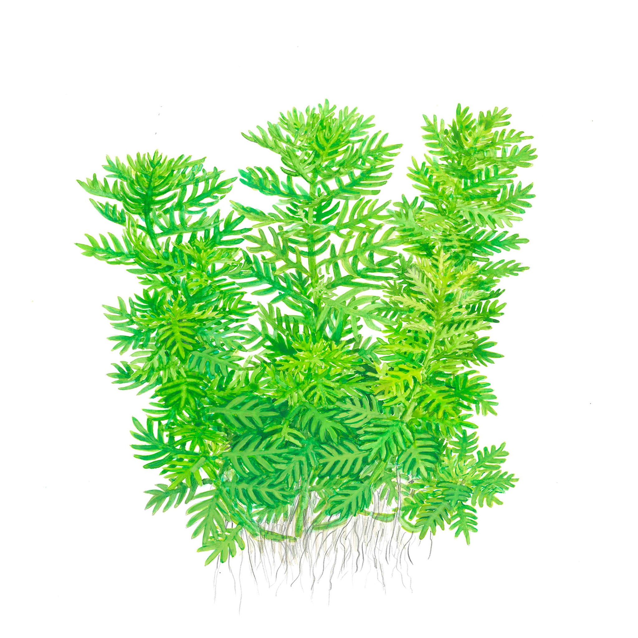 Hottonia palustris Wasserpflanze