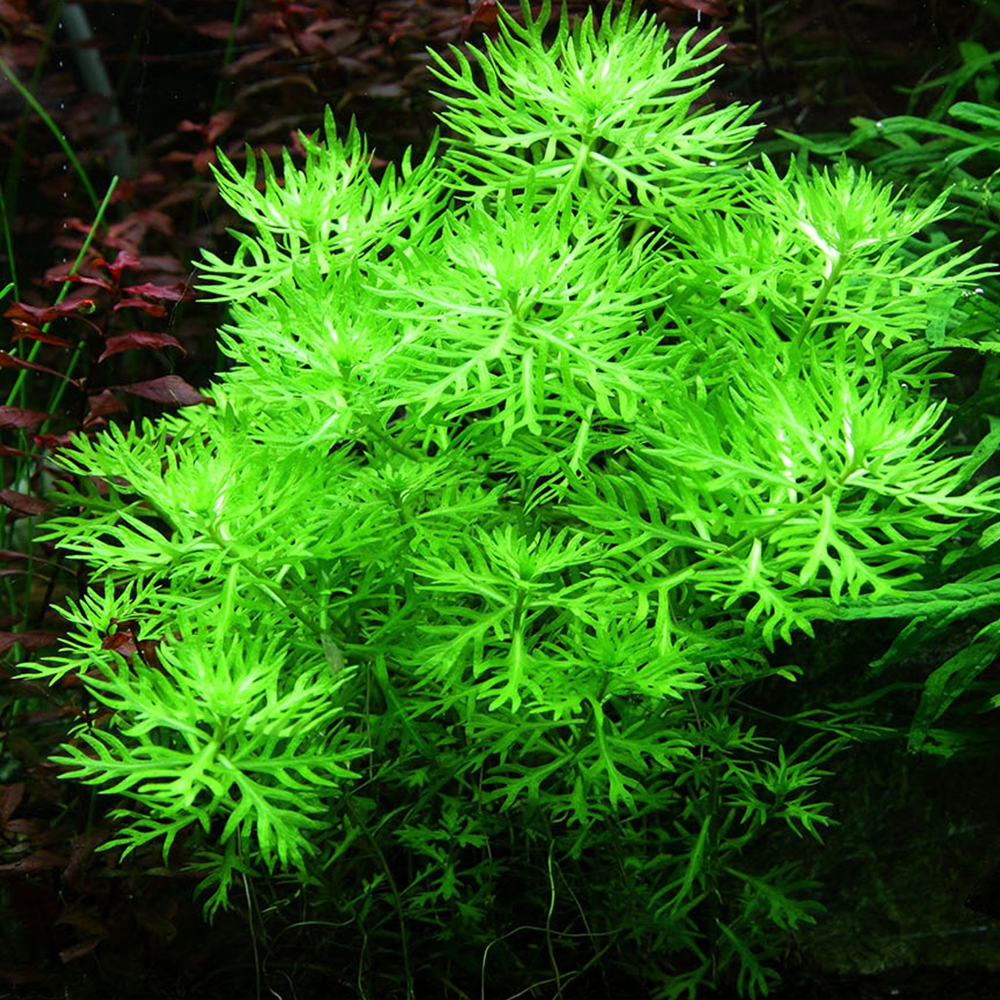 Hottonia palustris Wasserpflanze