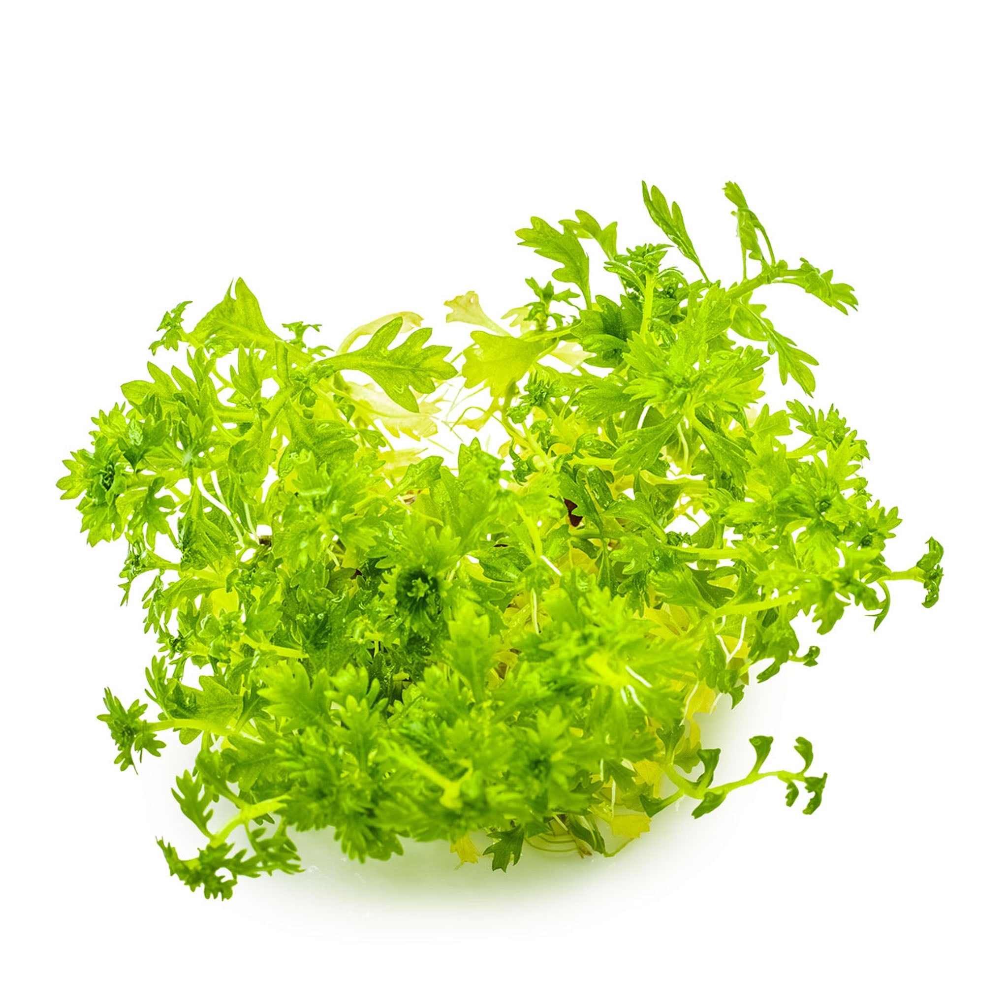 Hottonia palustris Wasserpflanze