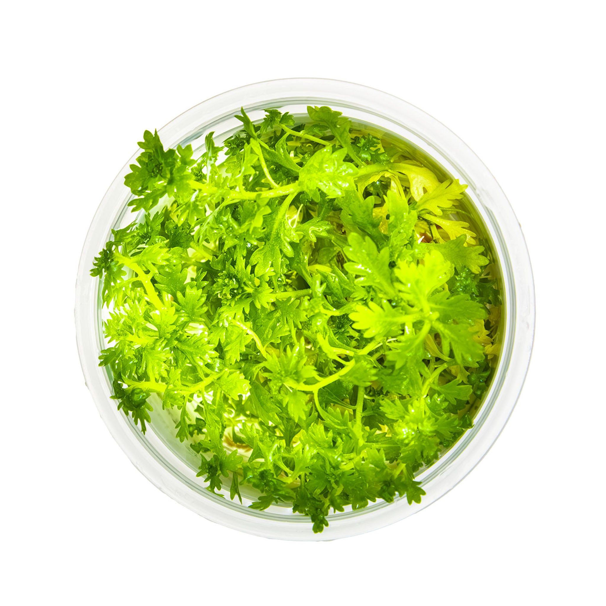 Hottonia palustris Wasserpflanze
