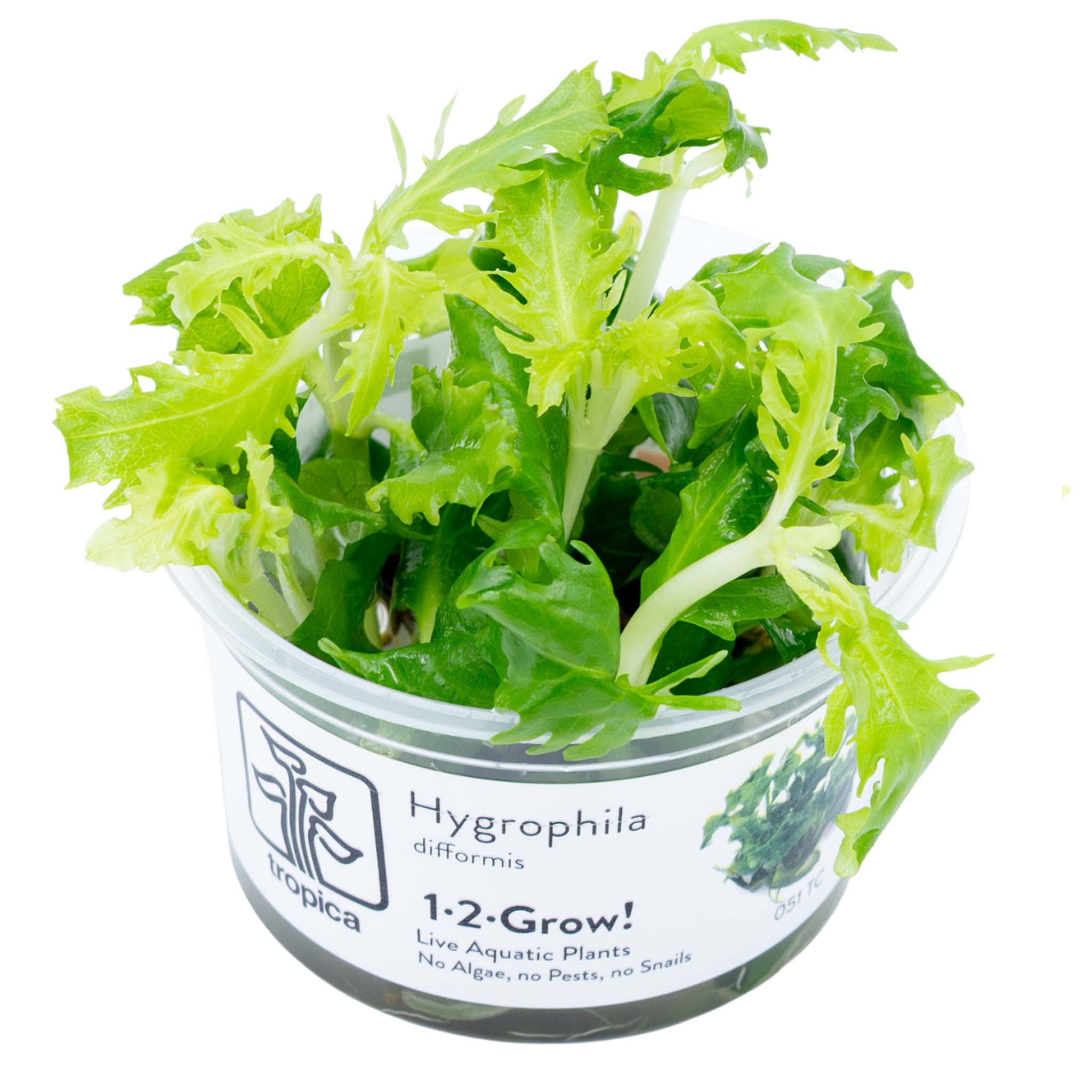 Hygrophila difformis Wasserpflanze