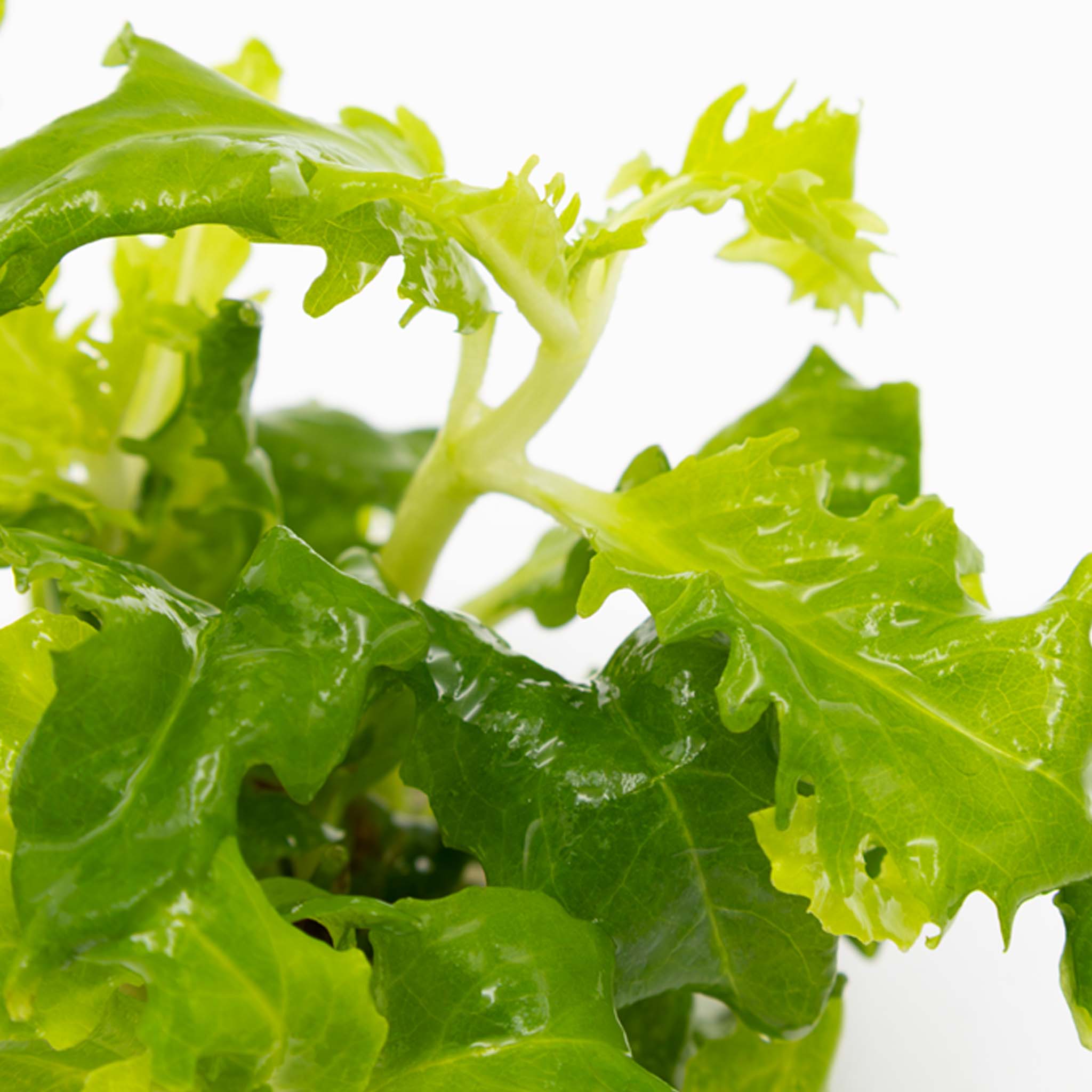 Hygrophila difformis Wasserpflanze